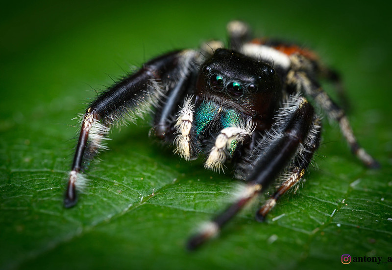 Jumping spider Phidippus clarus - My, Macro, Macro photography, Spider, Arachnids, Arthropods