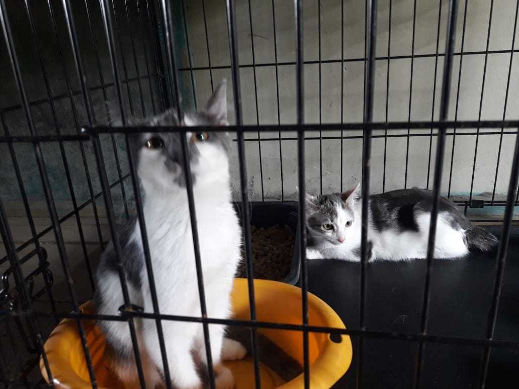 Novosibirsk We are looking for a home for kittens from the fire on Planovaya - My, Animals, Novosibirsk, Kittens, cat, Help, In good hands, Longpost, No rating