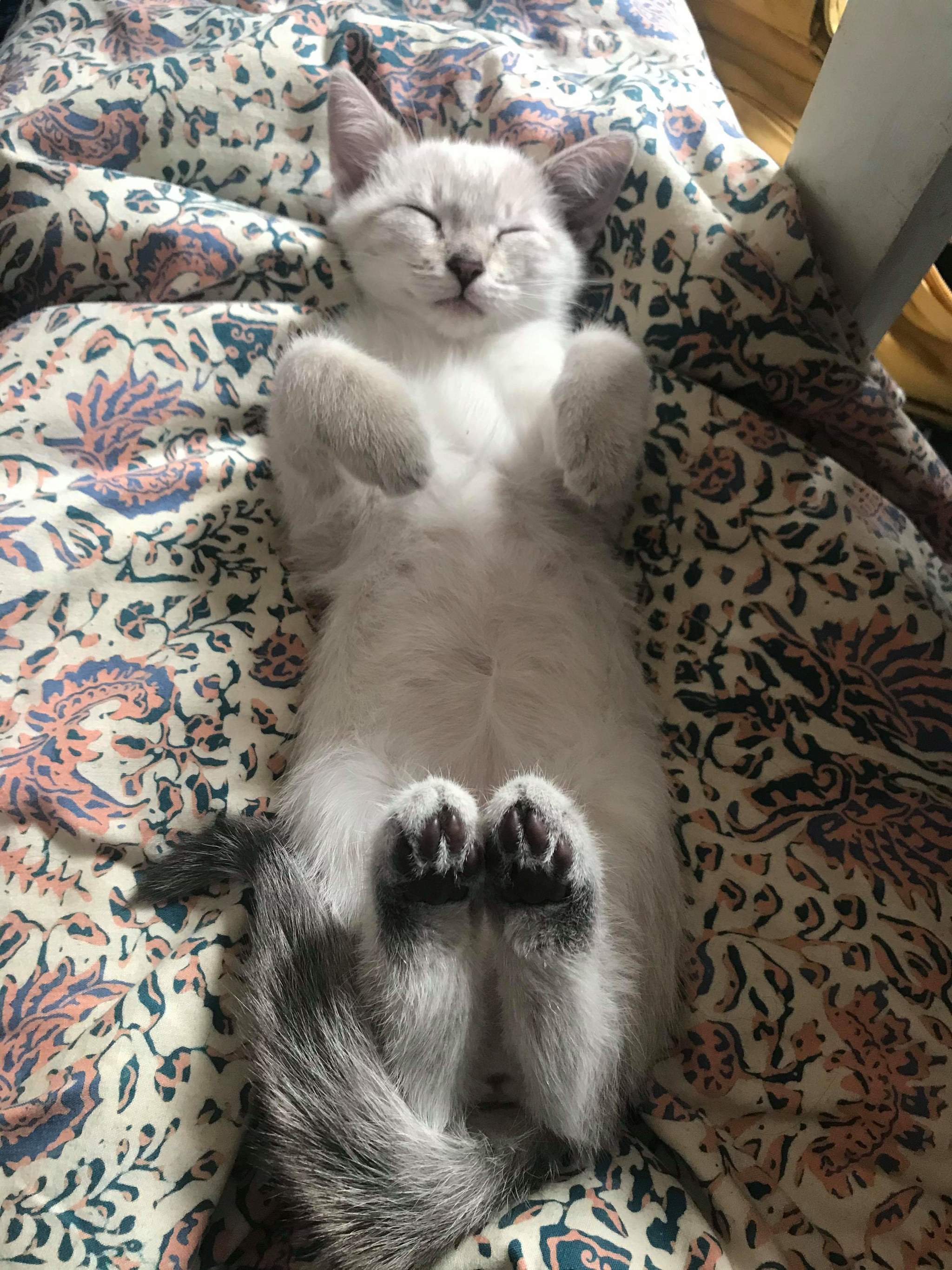 She often sleeps like this. I don't know why, but it's so cute! - cat, Dream, Pose, Paws, Milota, Reddit, Pets