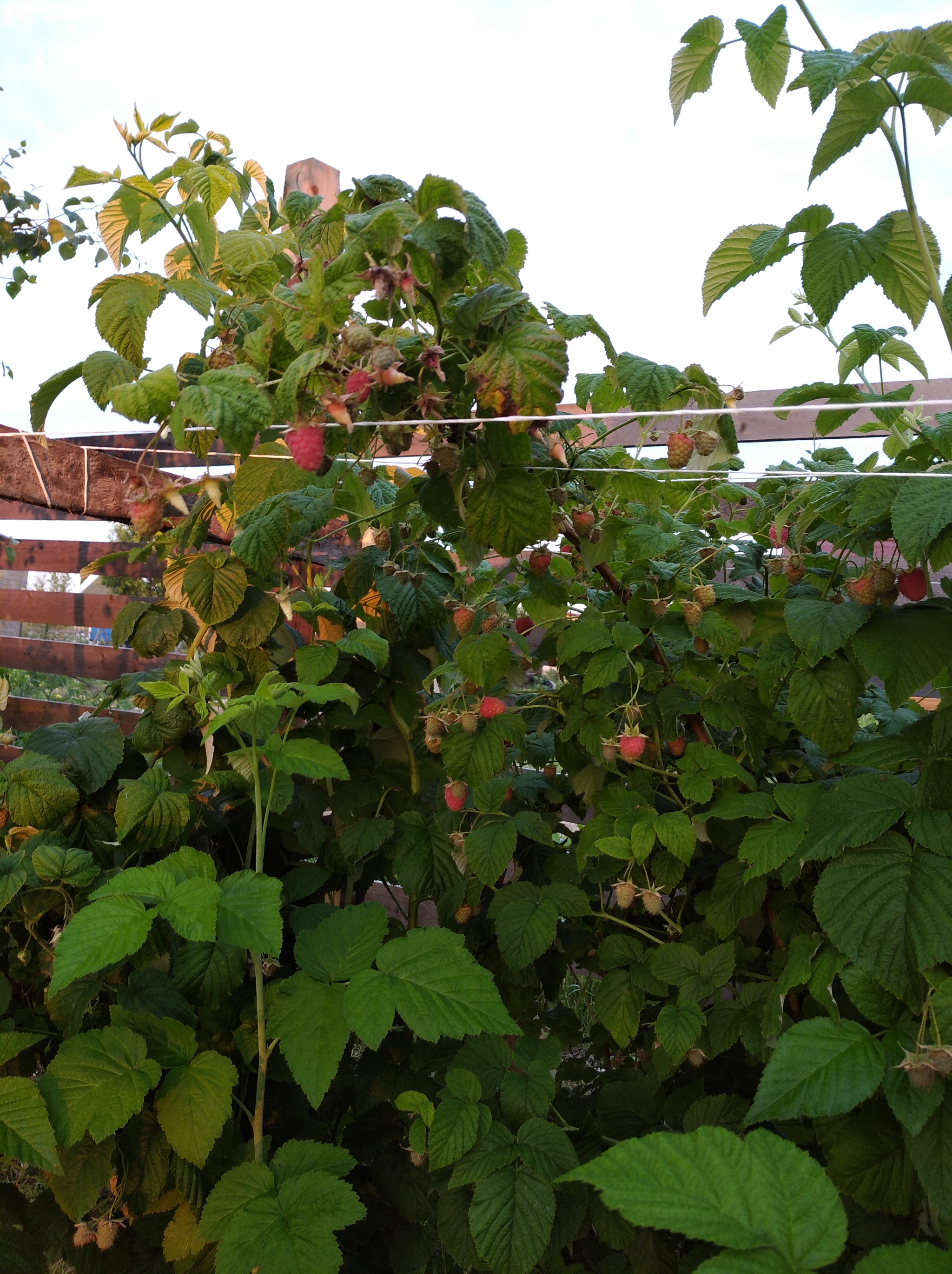 Country house - My, Dacha, Summer, Whisper, Good mood, Longpost