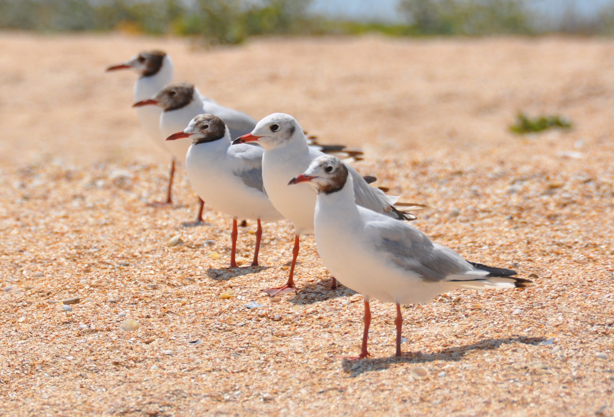 Stand in one line! - My, Seagulls, Rank, Sea, Birds