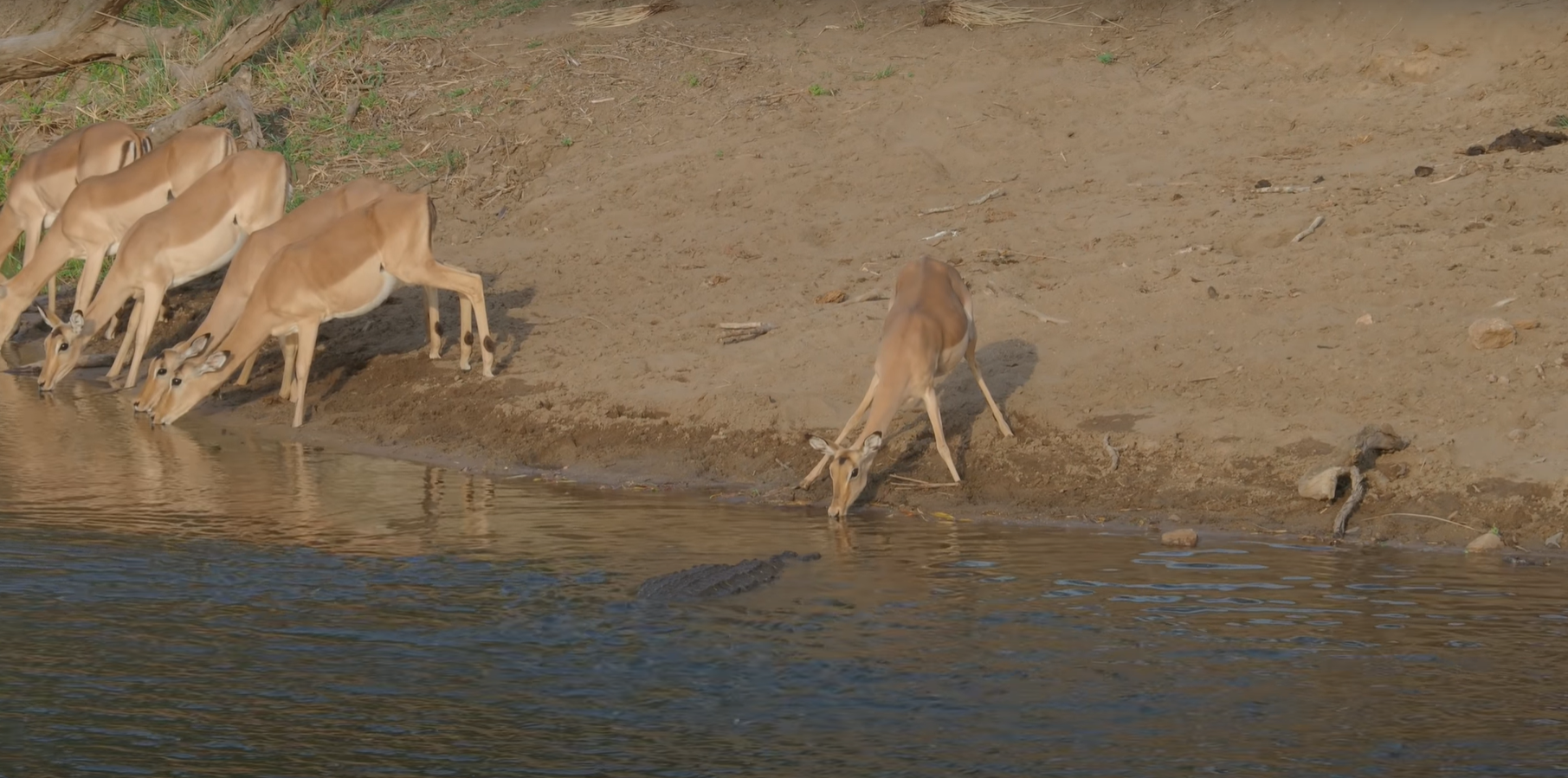 During the hunt for impala, the crocodile made three attempts, the last of which was successful - Crocodiles, Impala, Antelope, Kruger National Park, Hunting, wildlife, Wild animals, Waterhole, Video, Longpost