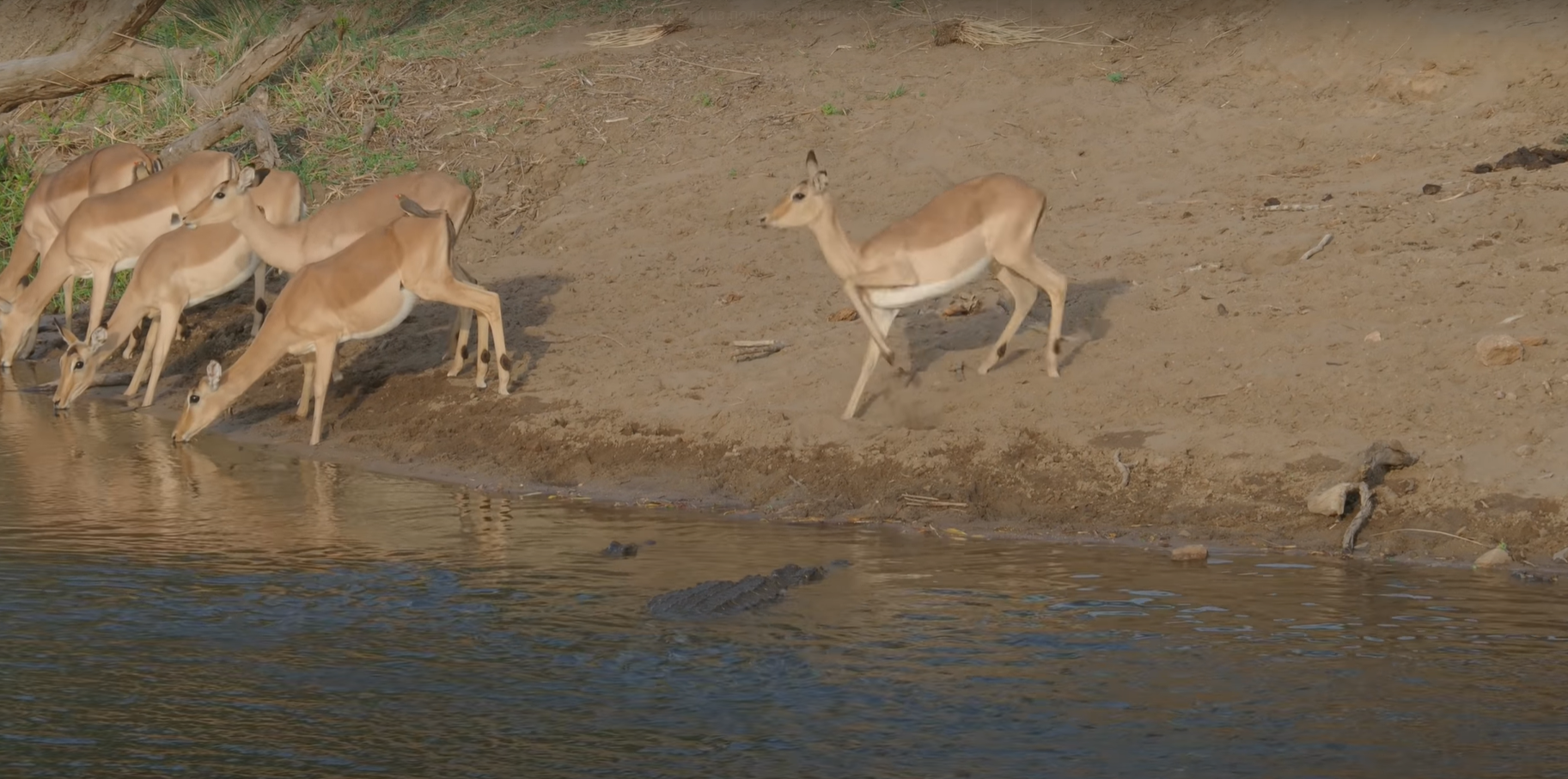 During the hunt for impala, the crocodile made three attempts, the last of which was successful - Crocodiles, Impala, Antelope, Kruger National Park, Hunting, wildlife, Wild animals, Waterhole, Video, Longpost