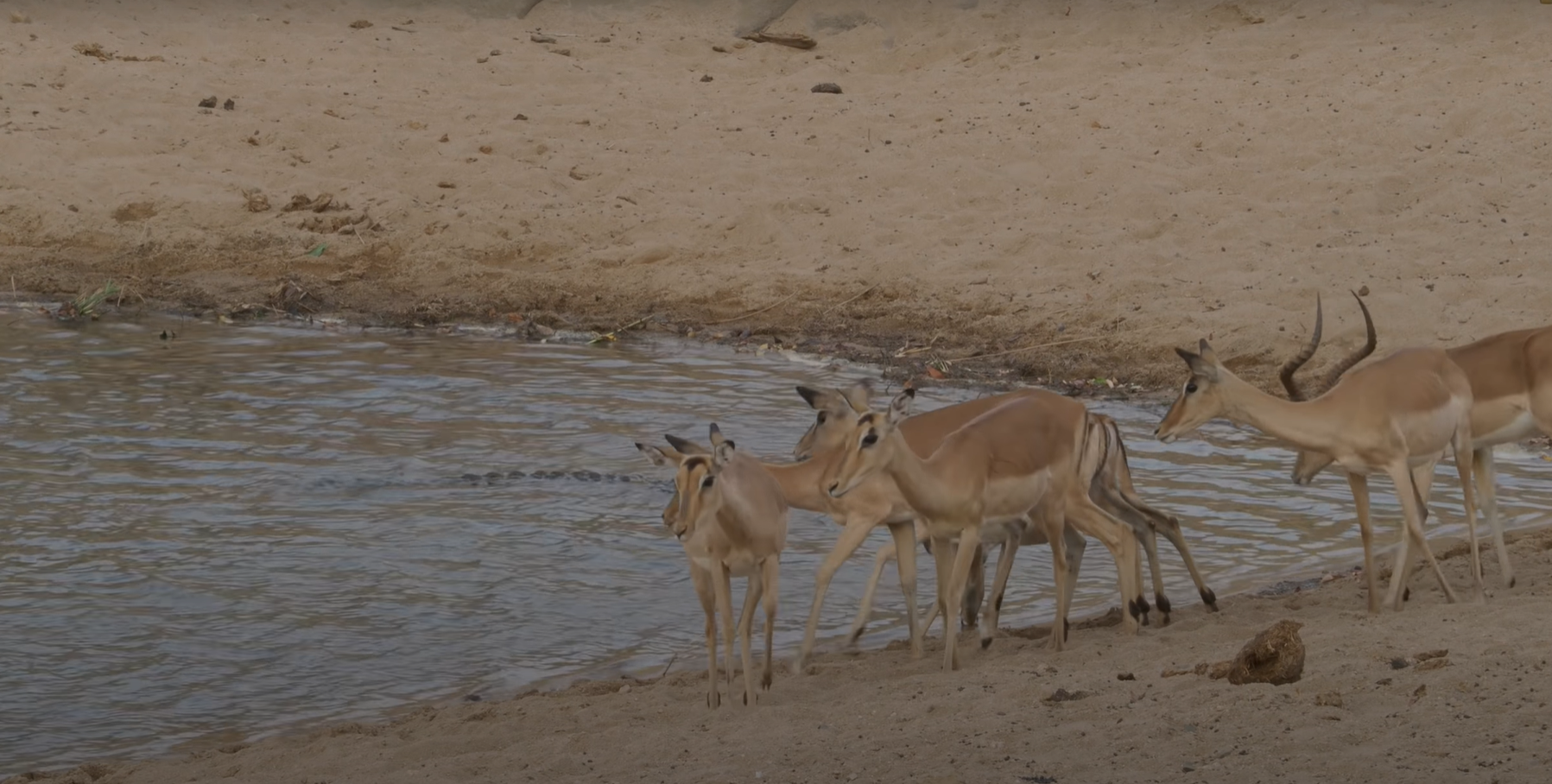 During the hunt for impala, the crocodile made three attempts, the last of which was successful - Crocodiles, Impala, Antelope, Kruger National Park, Hunting, wildlife, Wild animals, Waterhole, Video, Longpost