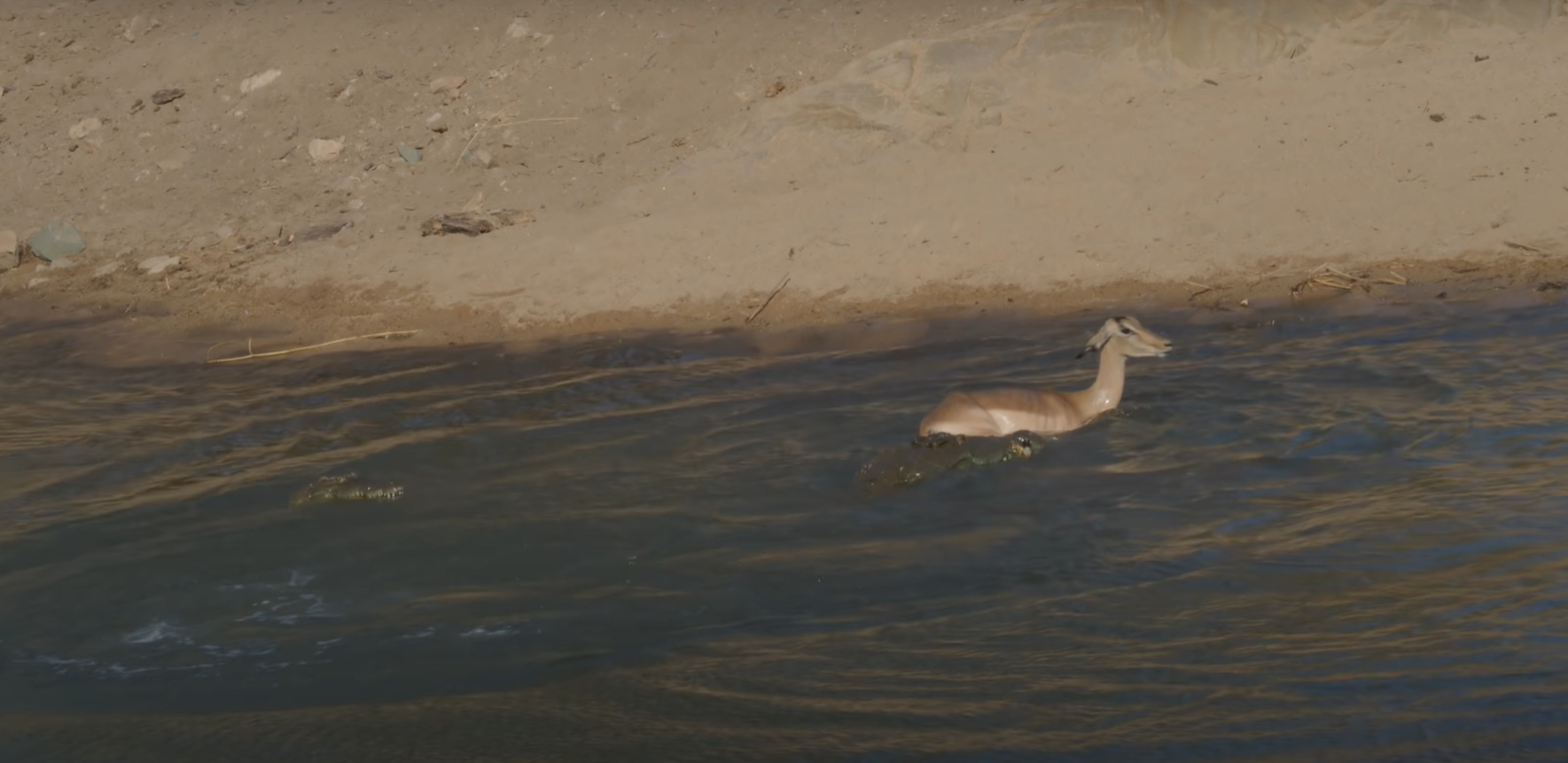 During the hunt for impala, the crocodile made three attempts, the last of which was successful - Crocodiles, Impala, Antelope, Kruger National Park, Hunting, wildlife, Wild animals, Waterhole, Video, Longpost