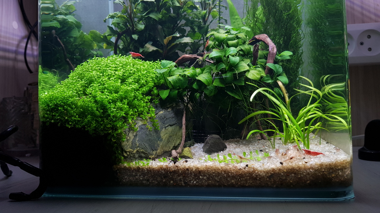 Aquarium without everything - My, Aquarium, Aquarium shrimp, Aquarium, Longpost