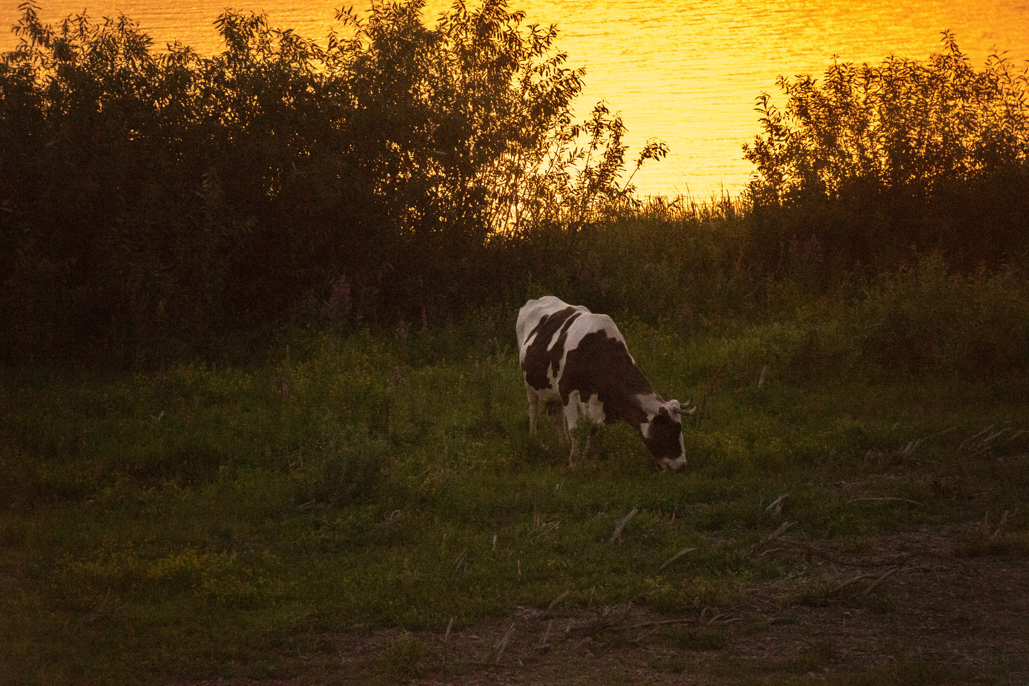 A little atmosphere of the evening suburbs - My, The photo, Tomsk, The sun, Sunset, Longpost