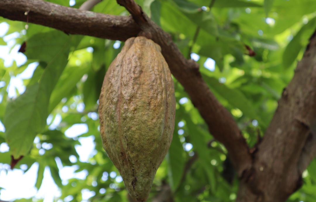 How cocoa grows - My, Cocoa, Chocolate, Travels, Longpost