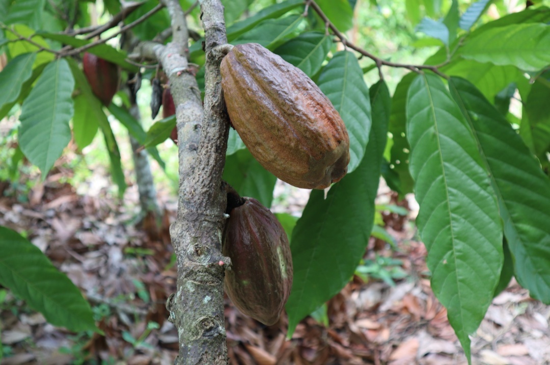 How cocoa grows - My, Cocoa, Chocolate, Travels, Longpost