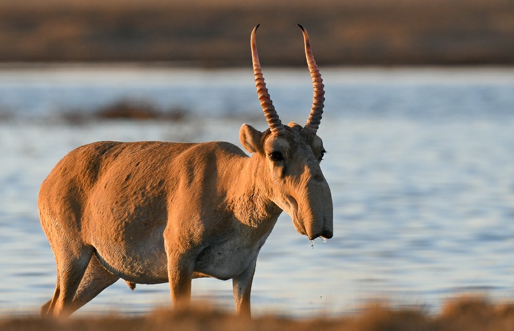 Save the aliens - Artur Murzakhanov, Saiga, Poachers, State Inspector, Longpost