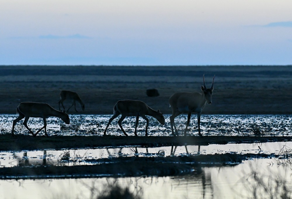 Save the aliens - Artur Murzakhanov, Saiga, Poachers, State Inspector, Longpost