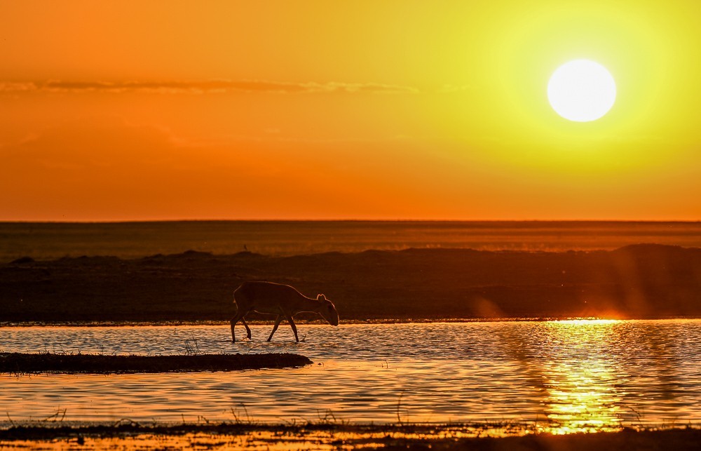 Save the aliens - Artur Murzakhanov, Saiga, Poachers, State Inspector, Longpost