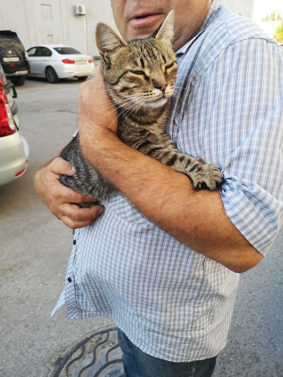 Life at the Kotoland home shelter 241 - My, cat, Shelter, Lipetsk, Shelter Cotoland, Kindness, Help, In good hands, Longpost