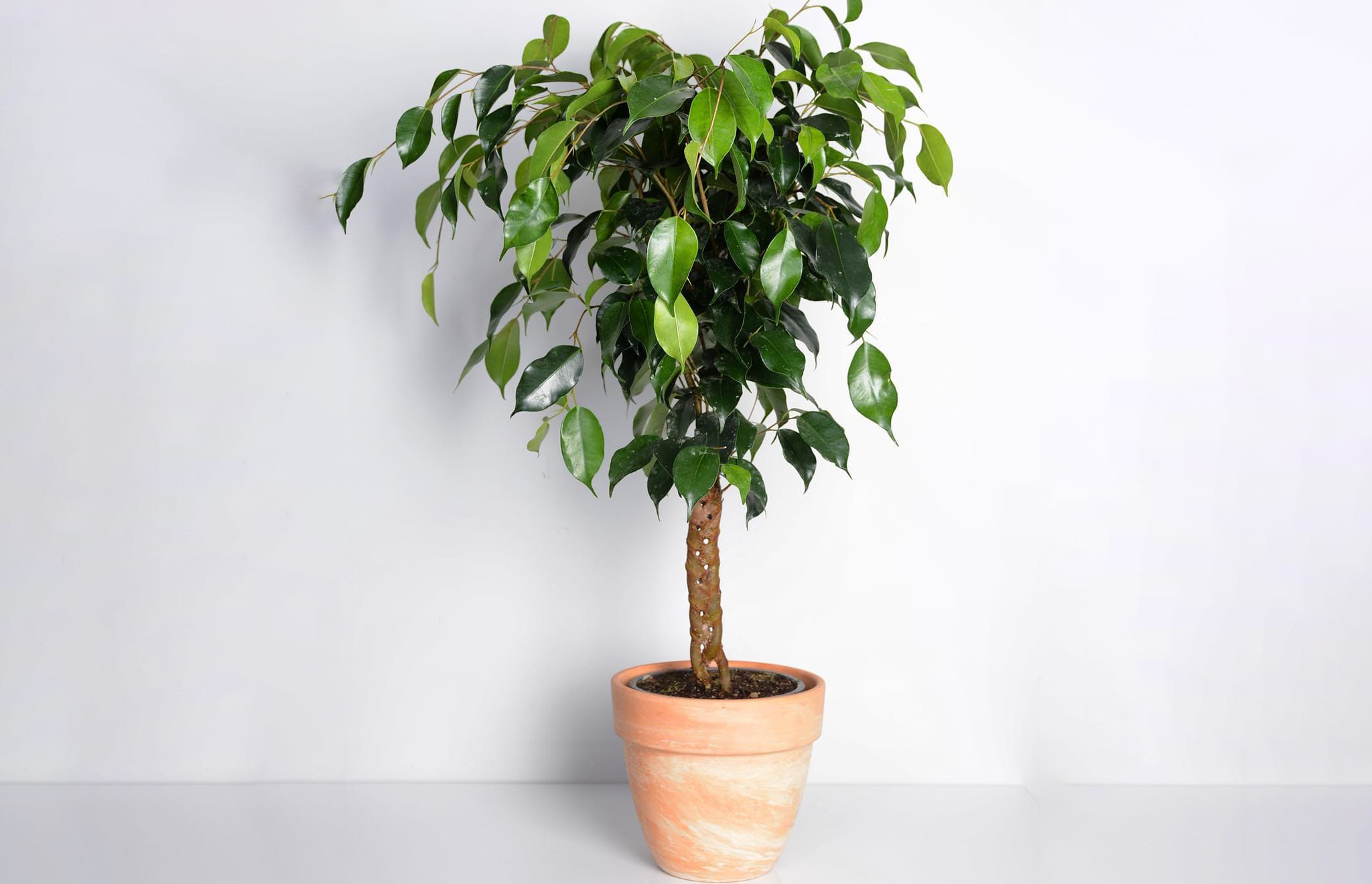 Just a ficus - My, Author's story, Humor, Flowers, Pets, Friend, Психолог, Men and women, Pet, Longpost