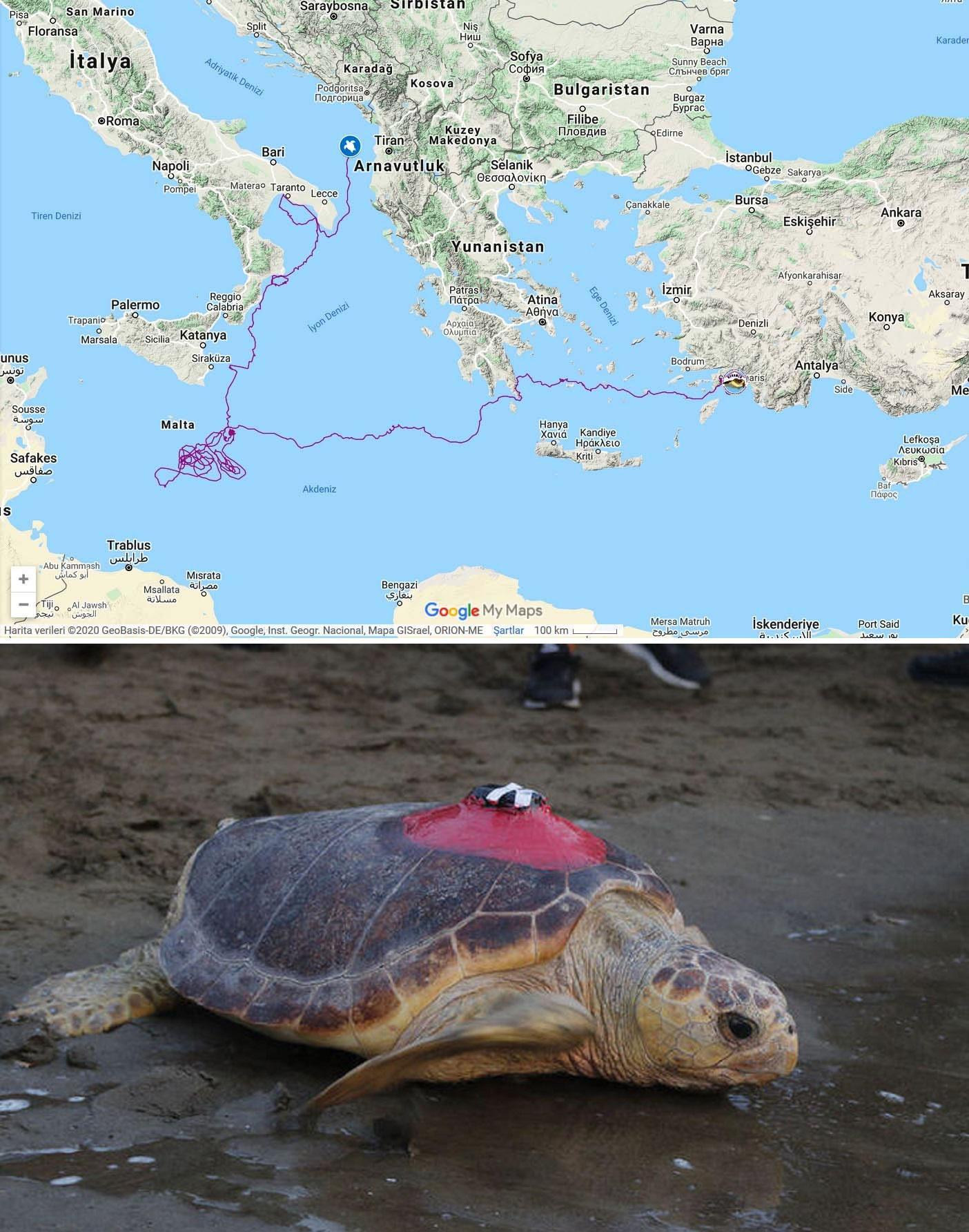 Snail's speed, you say? - Turtle, Sea turtles, Route, Nature, Animals, Reptiles, Biology, GPS tracker