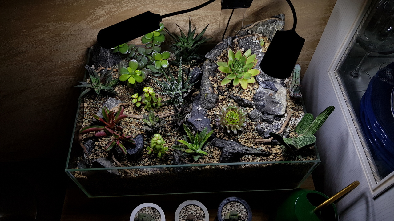 It was wet - it became dry - My, Succulents, Insularium, Crassula, Echeveria, Aloe, Longpost, Money Tree