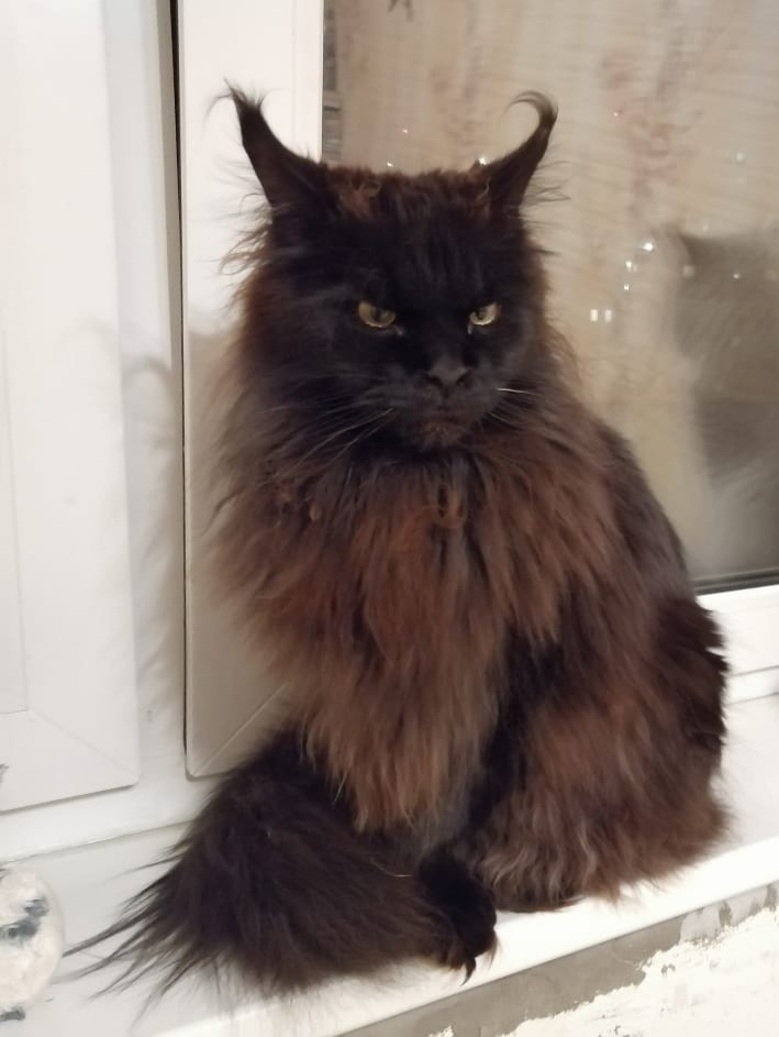 Terribly handsome and he knows it for sure - My, Black cat, It Was-It Was, Maine Coon, Longpost, cat