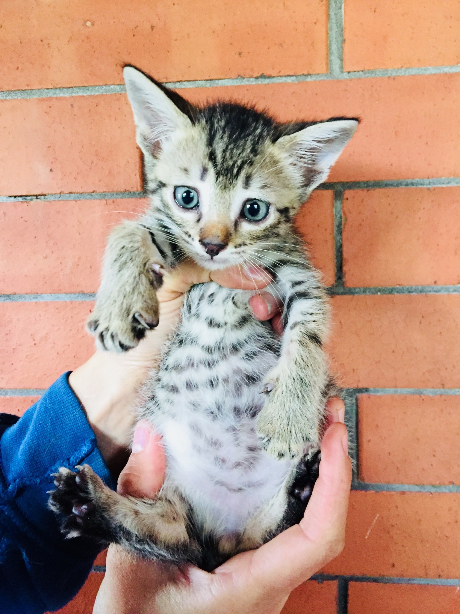 Выросшие забранные с усыпления Барсики ищут свой дом. Кошечка и кот, 2  месяца. Санкт-Петербург и Ленинградская область | Пикабу