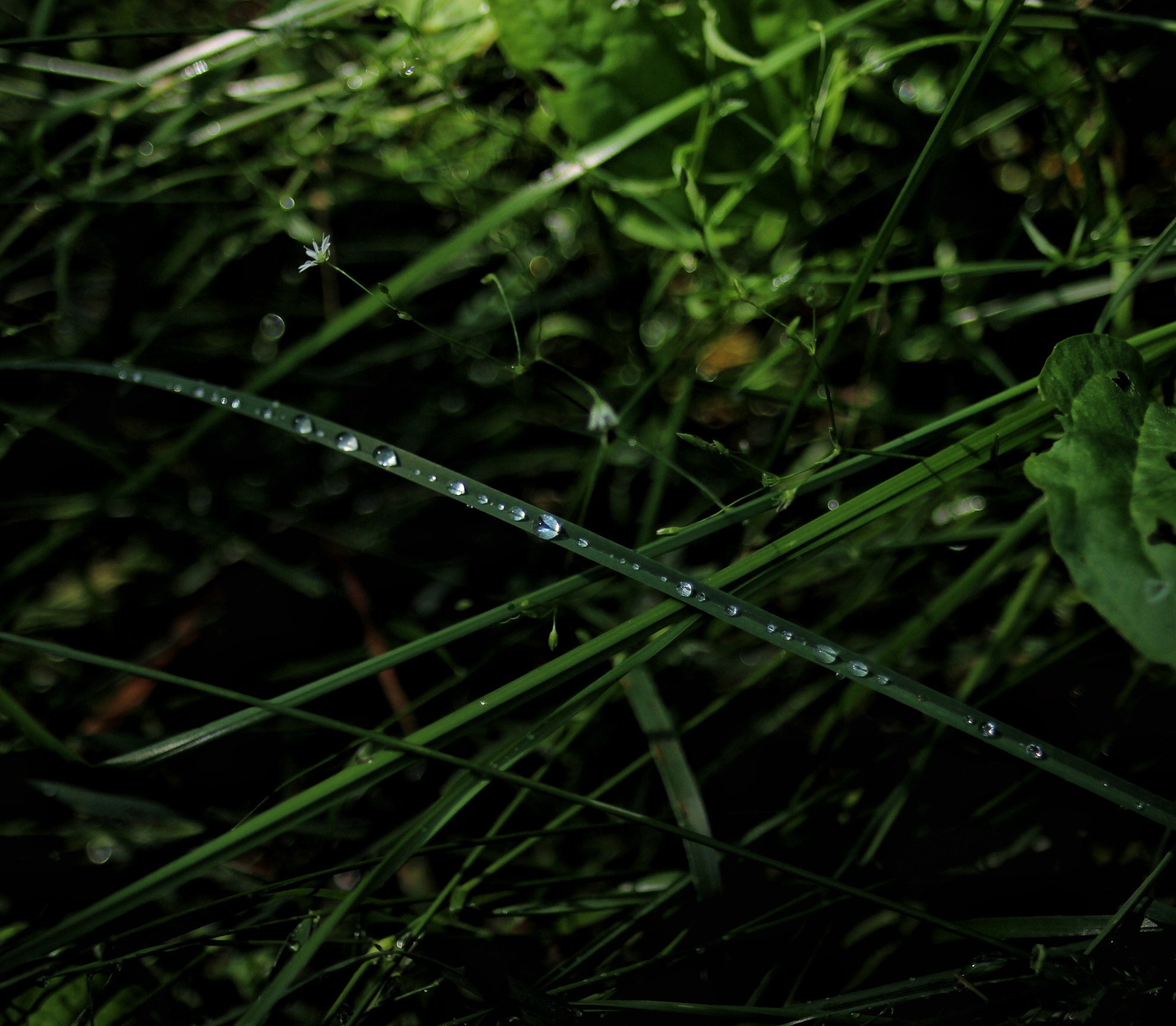 After the rain - My, Leaves, Drops, Rain, Nature, Greenery, The photo, Longpost