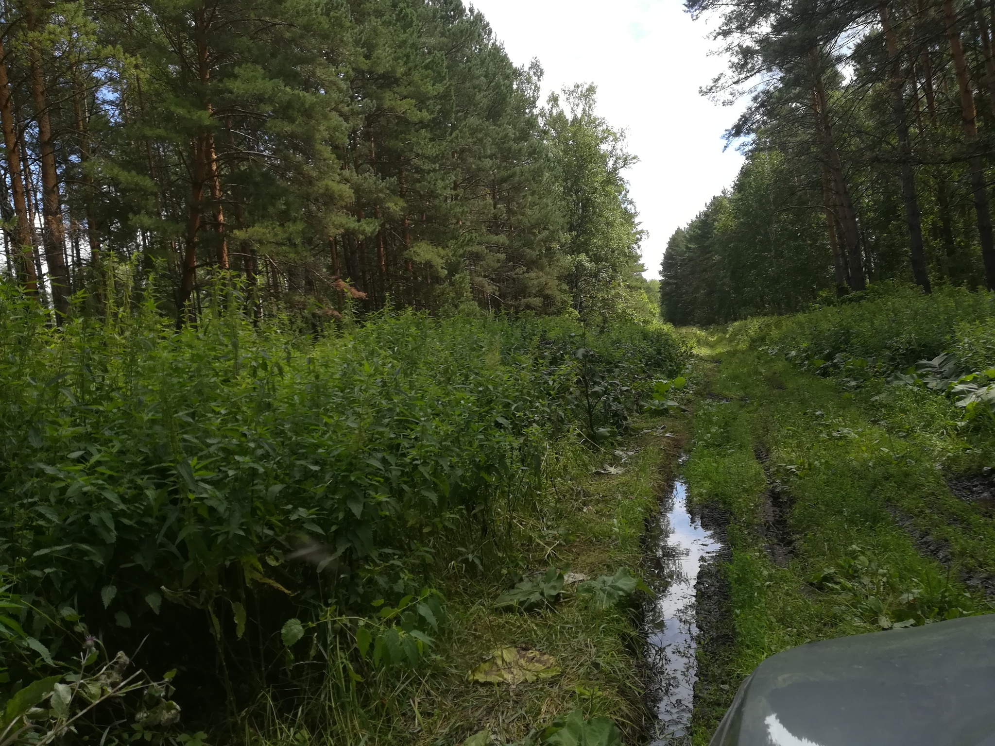 Last mowing - My, Summer, Mowing, Mushrooms, Nature, Longpost