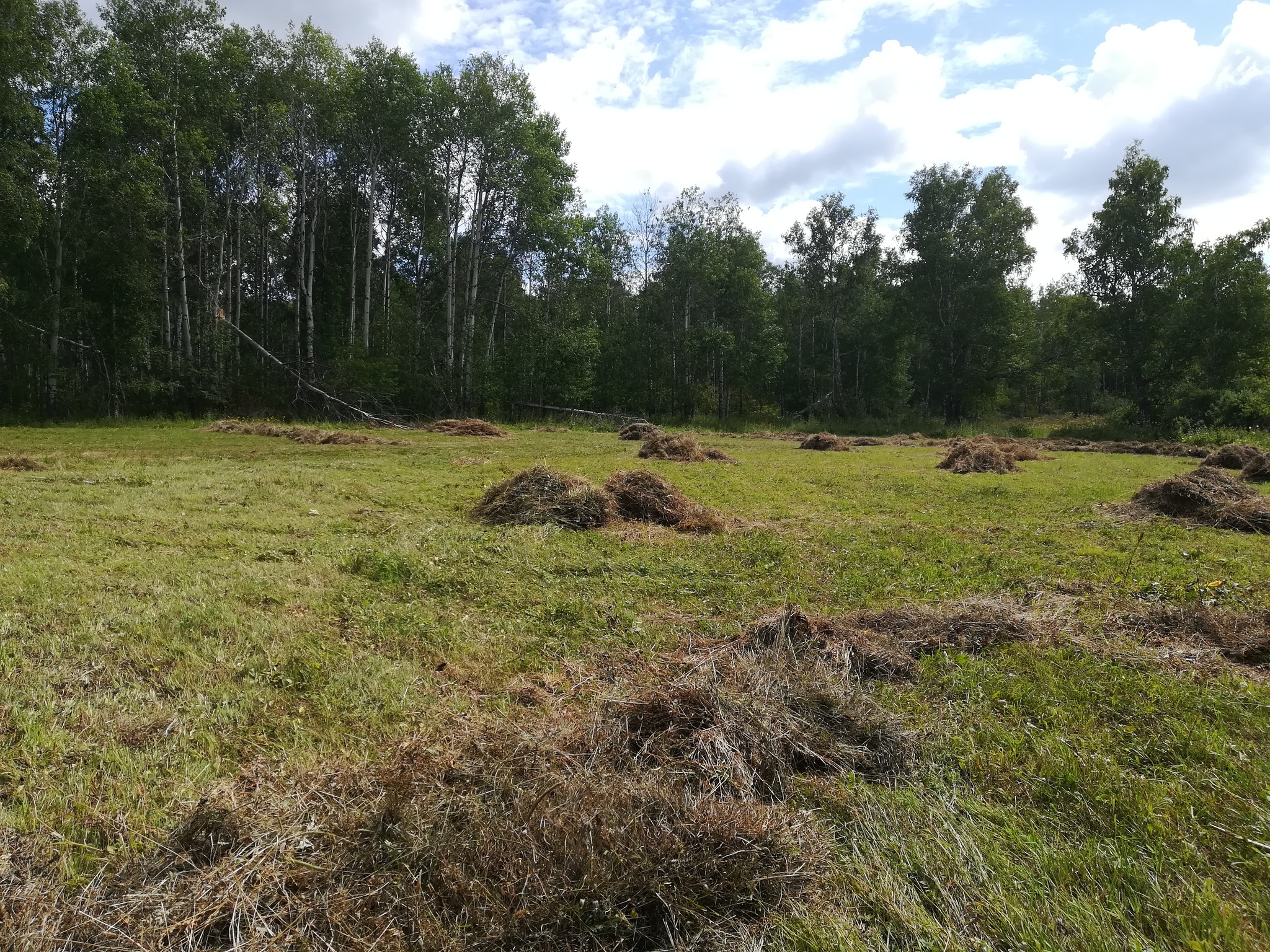 Last mowing - My, Summer, Mowing, Mushrooms, Nature, Longpost