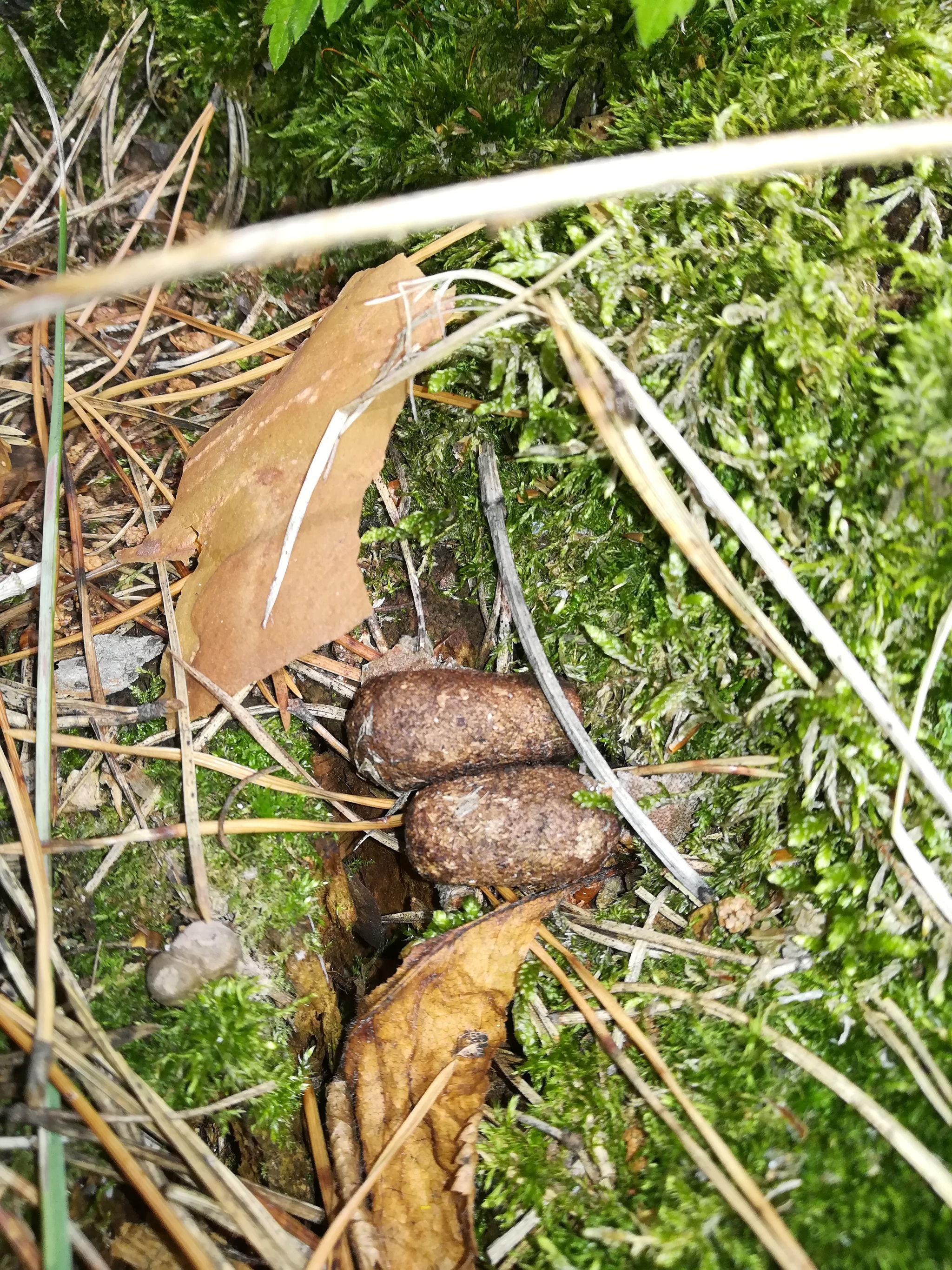 Last mowing - My, Summer, Mowing, Mushrooms, Nature, Longpost