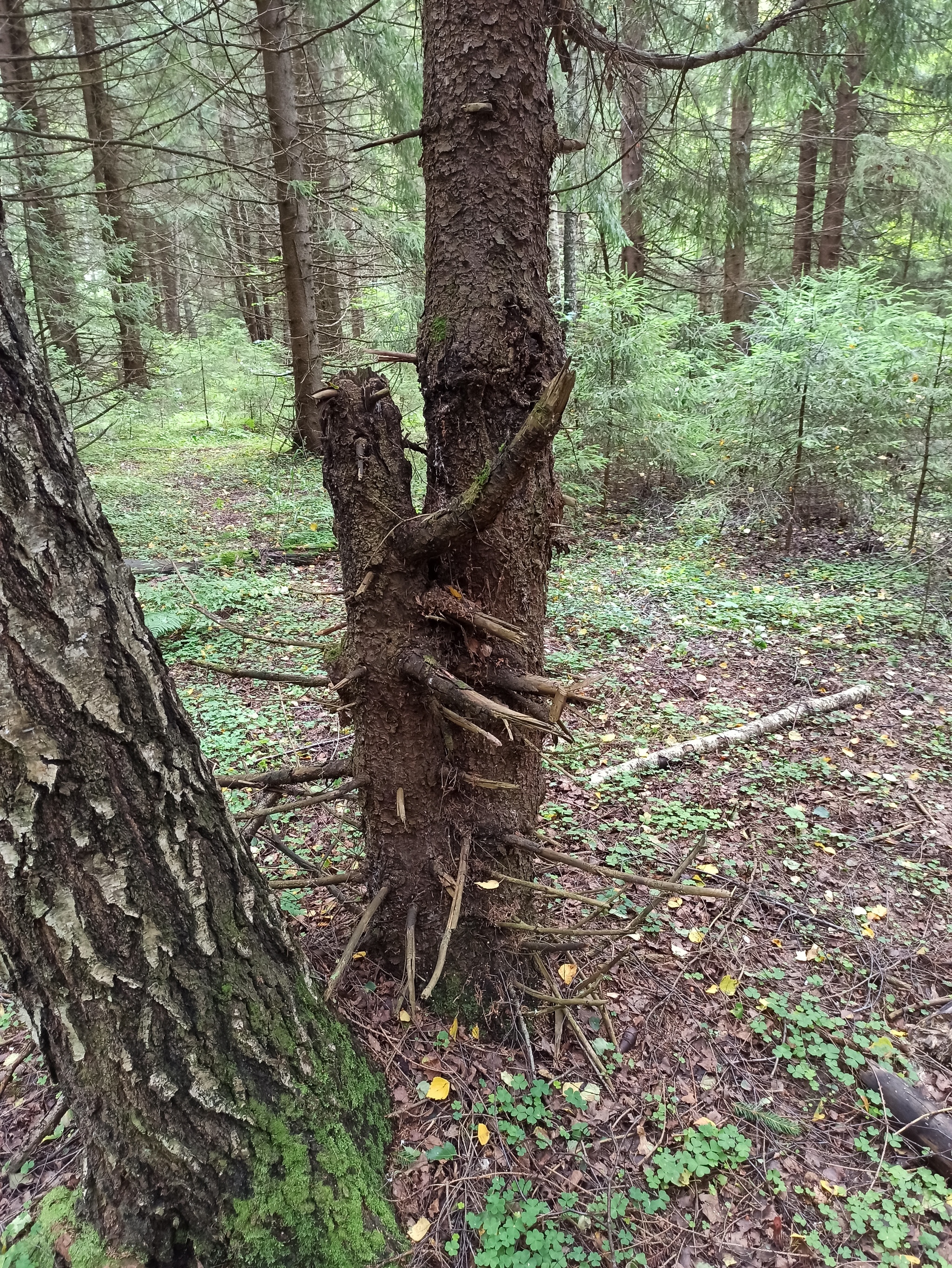 Forest hugs - My, Hugs, Forest, The photo, Moscow region