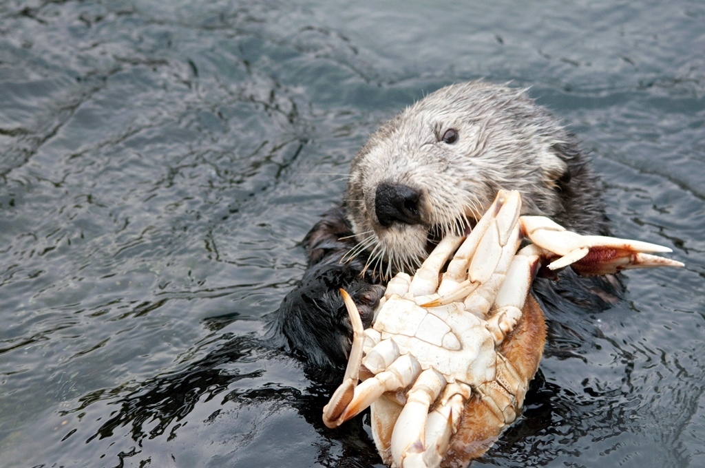 Gourmet Otter - Otter, Gourmet, Longpost