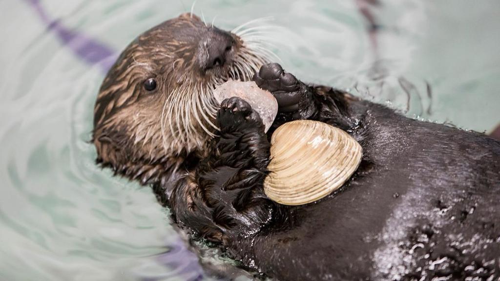 Gourmet Otter - Otter, Gourmet, Longpost