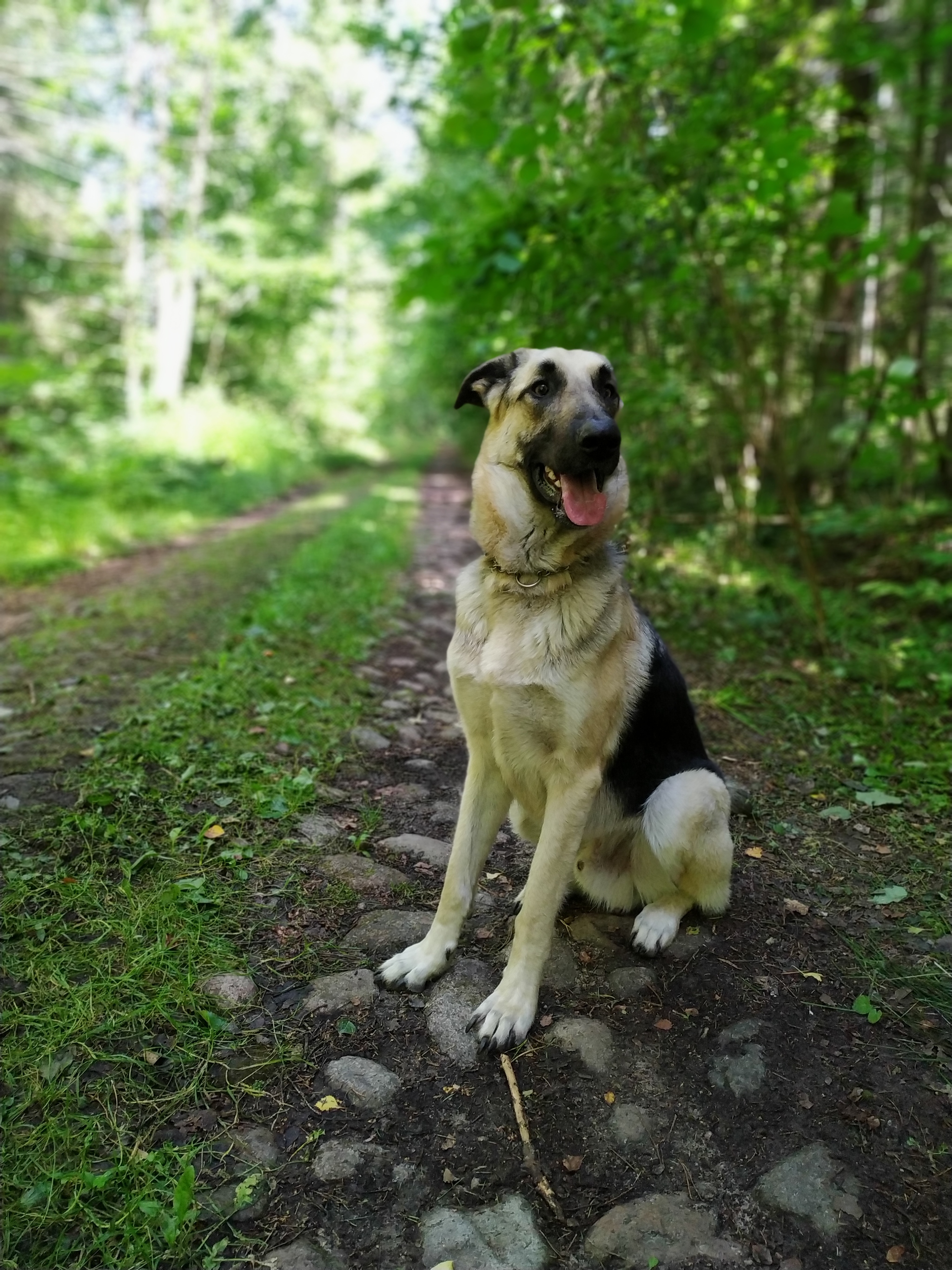 Nice in the countryside in summer - My, Dog, Village, Vacation, Sheepdog