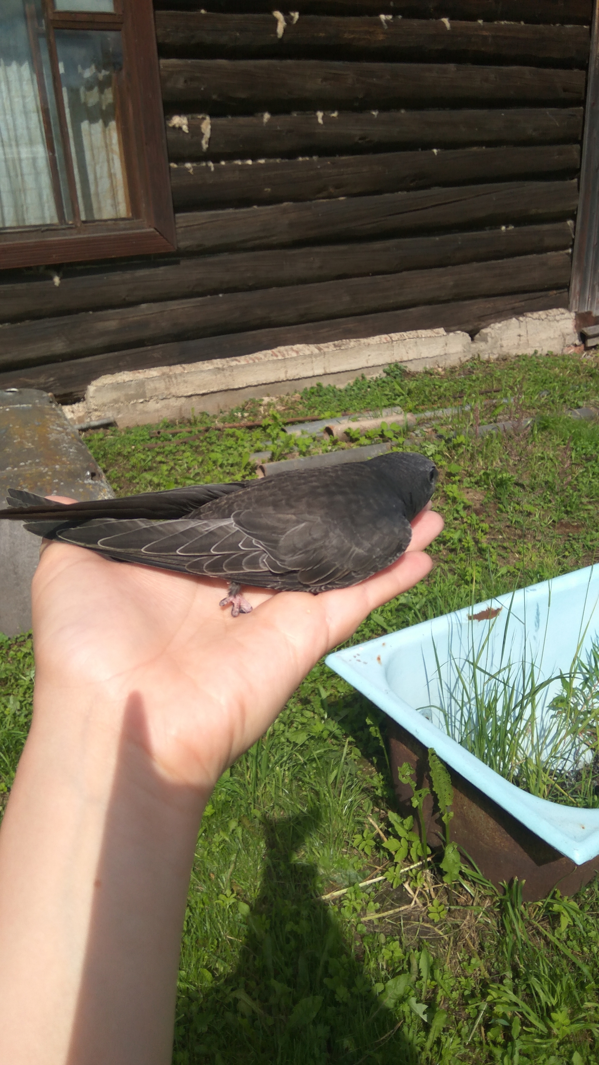 Black swift? - My, Black Swift, Birds, Longpost