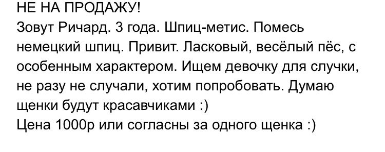 Авито - Тиндер для собак - Моё, Авито, Объявление на авито, Собака, Длиннопост