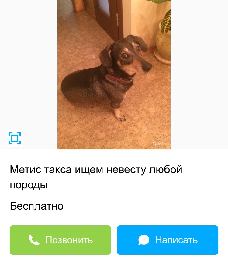 Avito - Tinder for dogs - My, Avito, Announcement on avito, Dog, Longpost