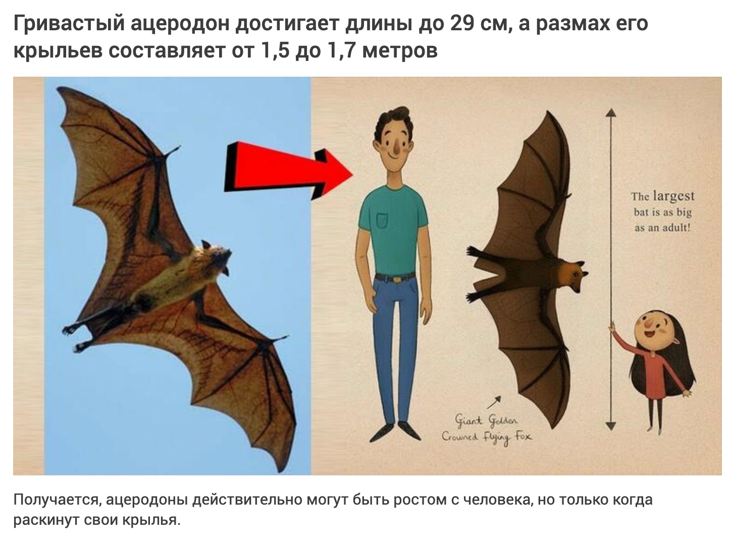 Maned Acerodon - Bat, Bats, Longpost