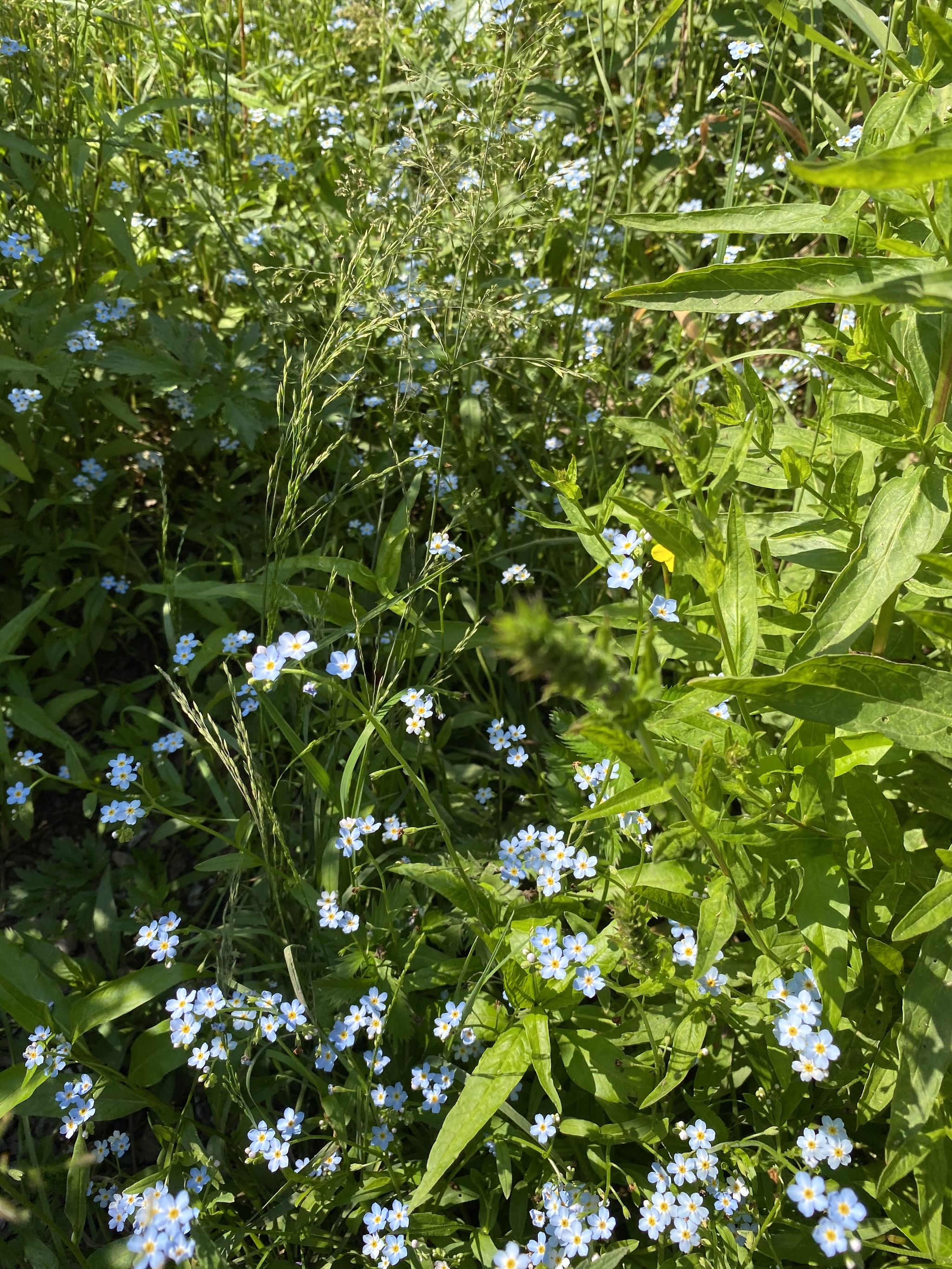 Nature of Bashkiria. No filters - My, Nature, Bashkortostan, Relaxation, Summer, beauty, Video, Longpost