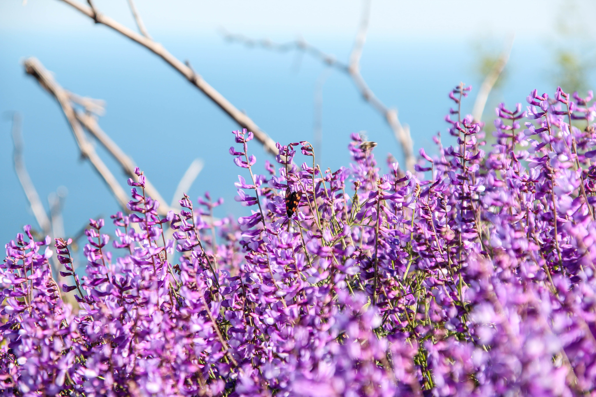 Post of flower meadows - My, Amateur photographer, Amateur photography, Wildflowers, Crimea, Polyana, Snowdrops flowers, crocuses, poultry farmer, Thyme, Lavender, Longpost