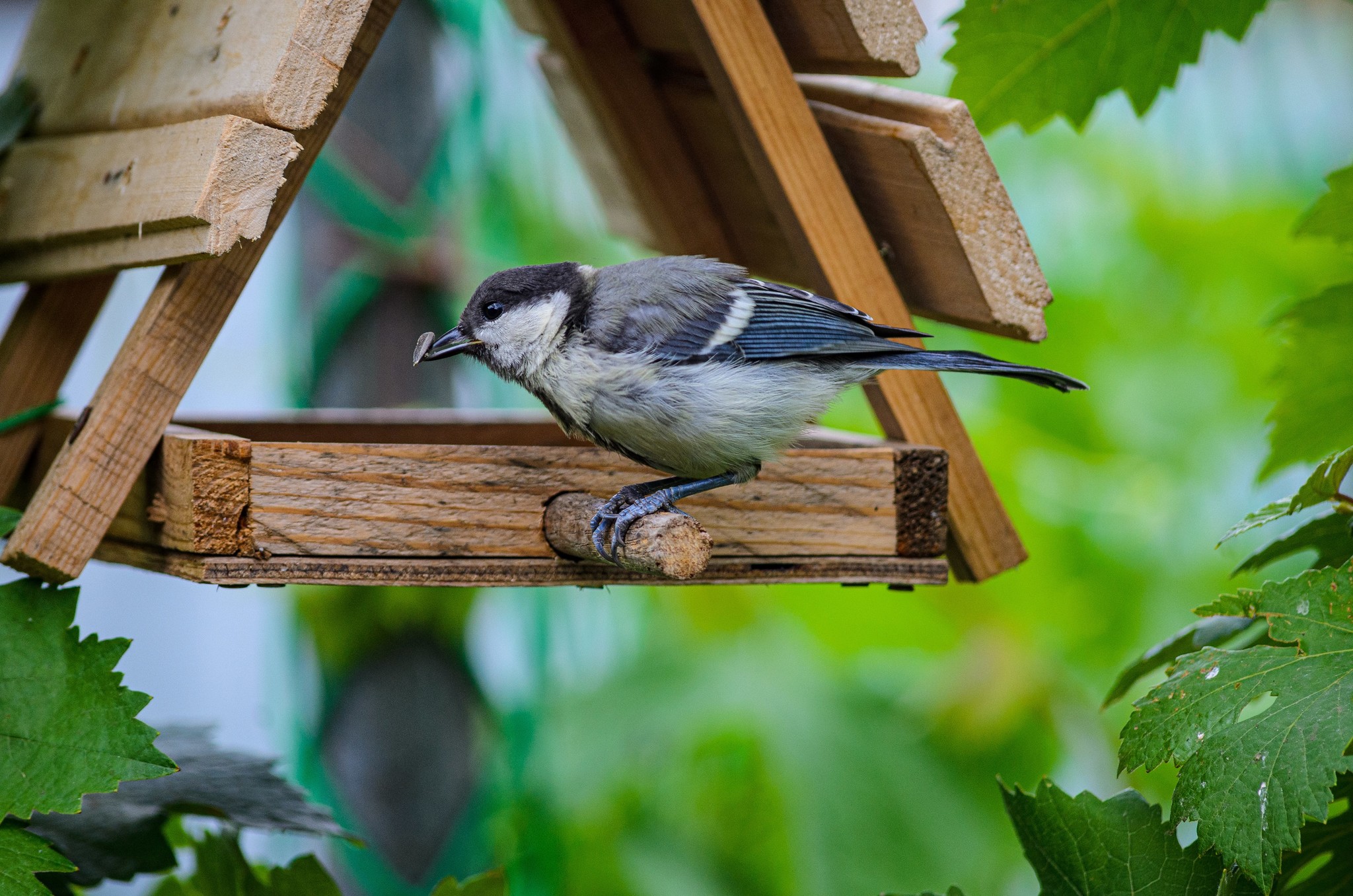 Птенцы синицы - Моё, Птицы, Nikon d5100, Nikkor 55-300, Саратов, Длиннопост