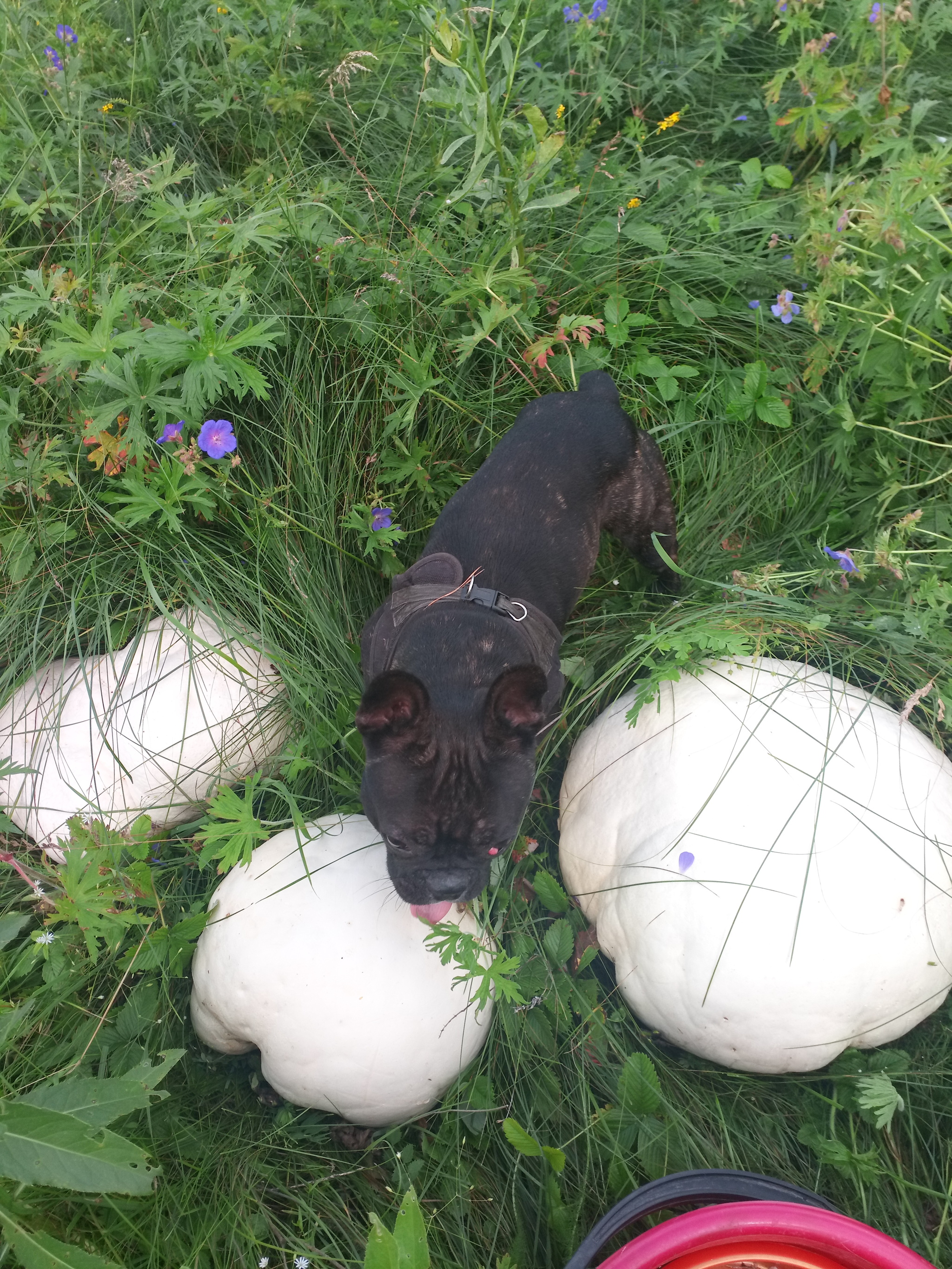 Mushroom hunting - My, Silent hunt, Mushrooms, Nature, Longpost