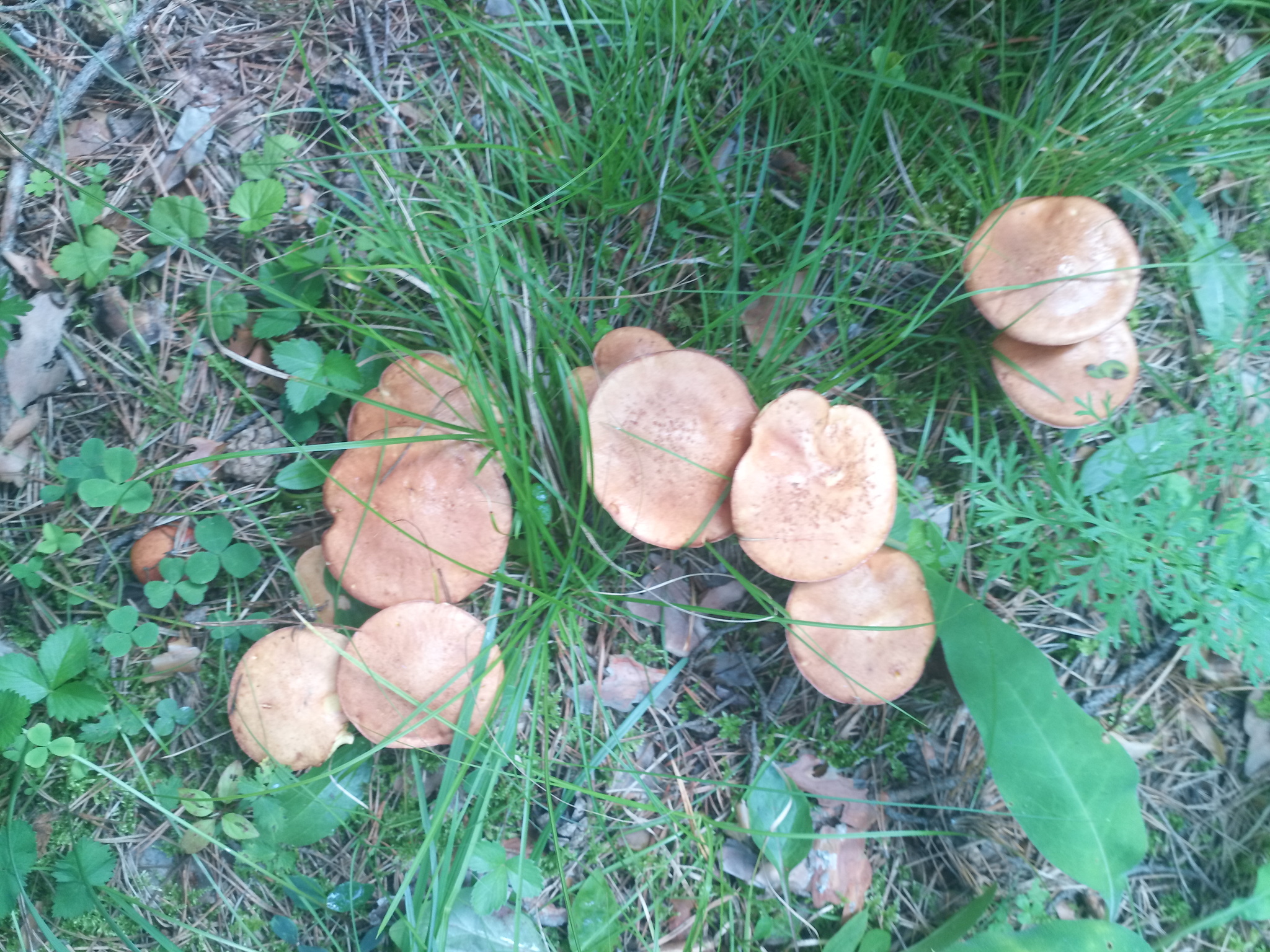 Mushroom hunting - My, Silent hunt, Mushrooms, Nature, Longpost