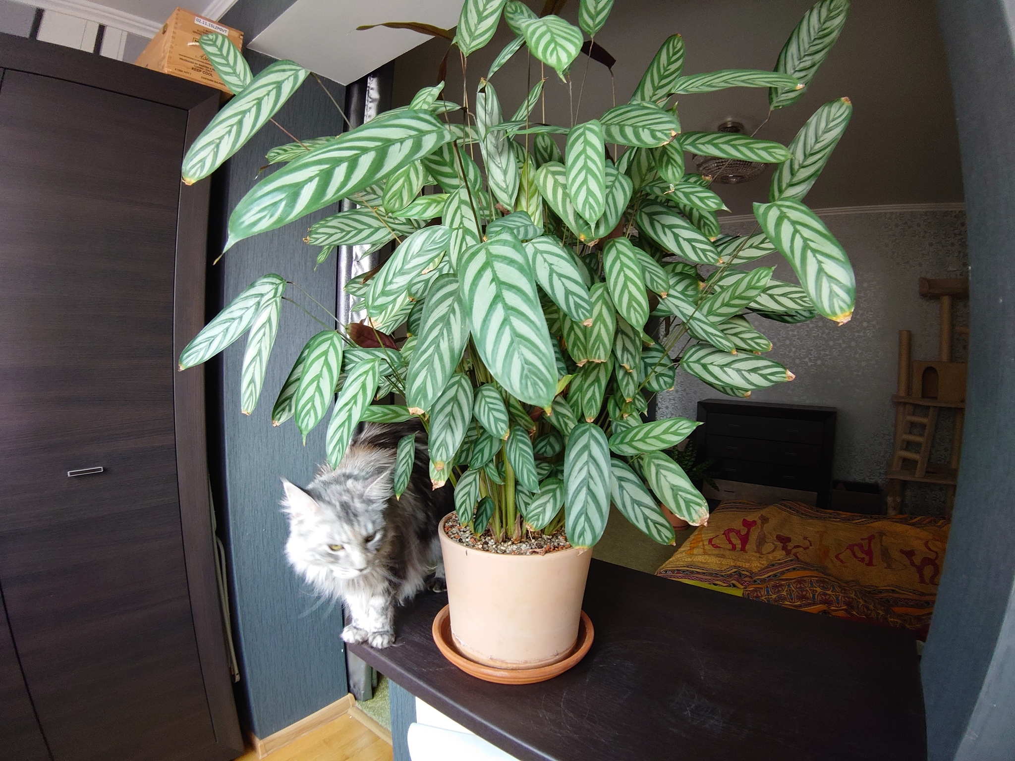 Calathea bachema - My, Houseplants, It Was-It Was, Plants, cat, Calathea