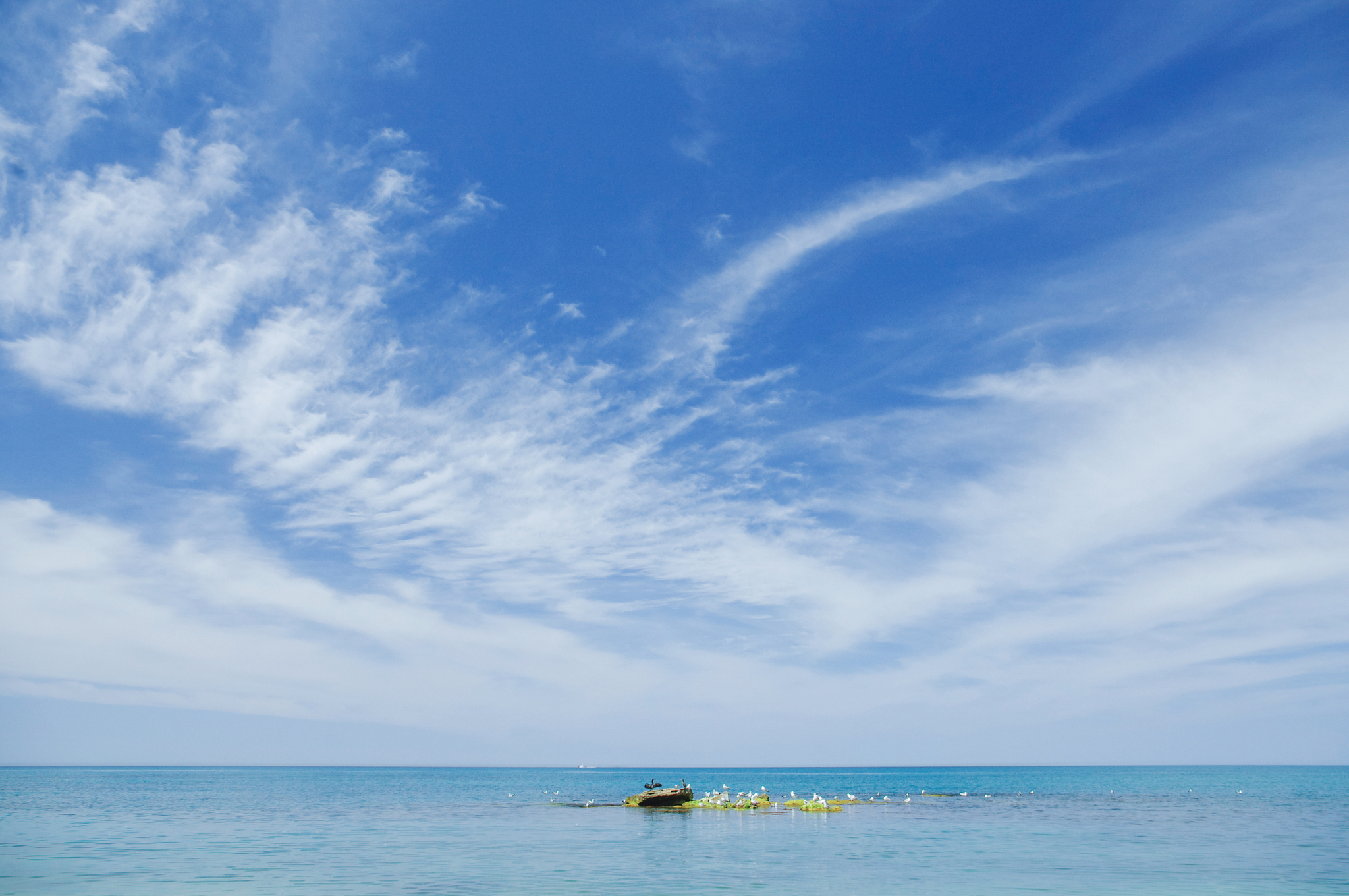 Cormorant tales - My, Crimea, Cormorants, Fishermen, The photo, Black Sea, Birds, Kacha, Nature