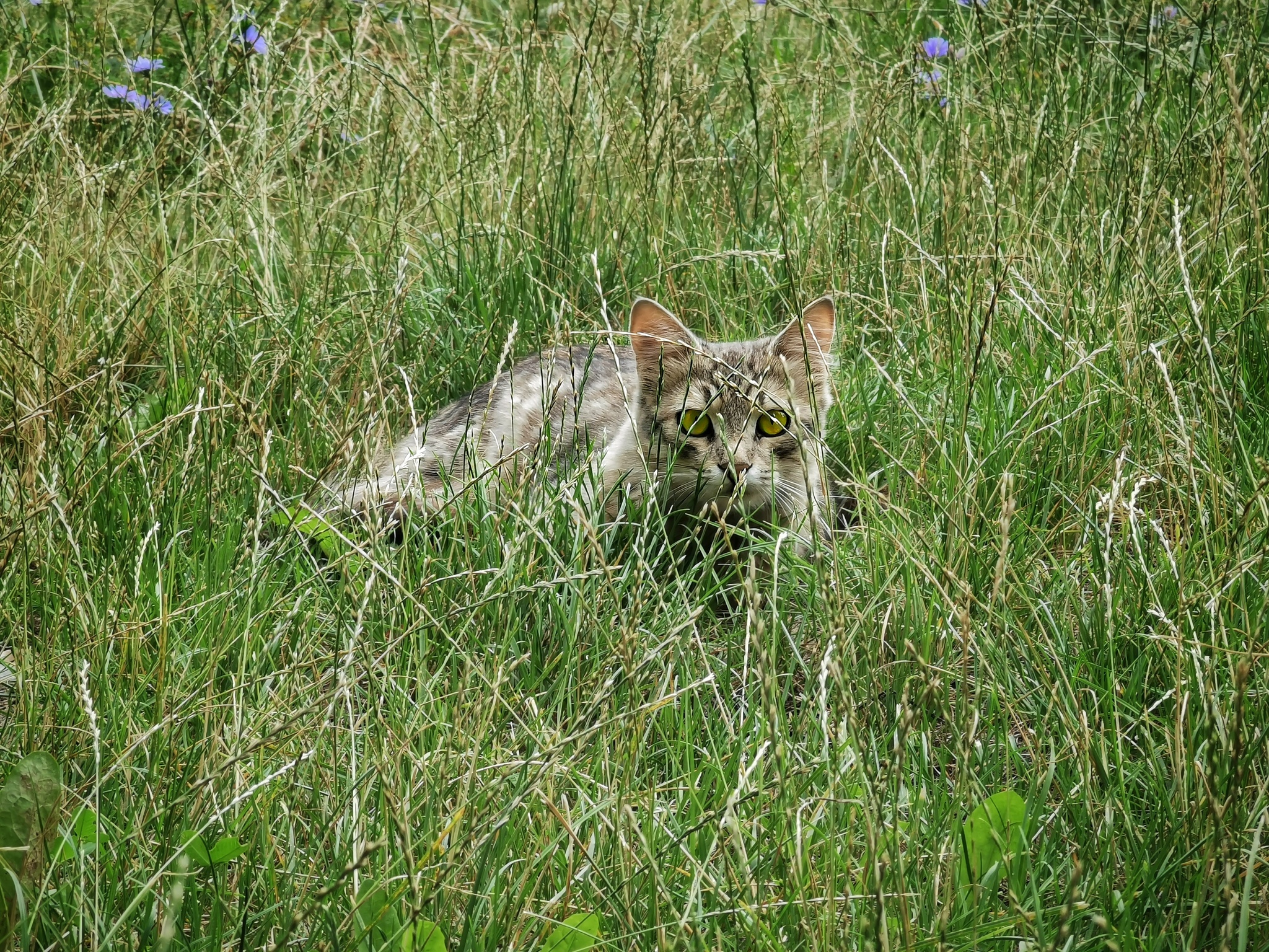 You've been noticed - My, cat, Grass, Photo on sneaker, Mobile photography