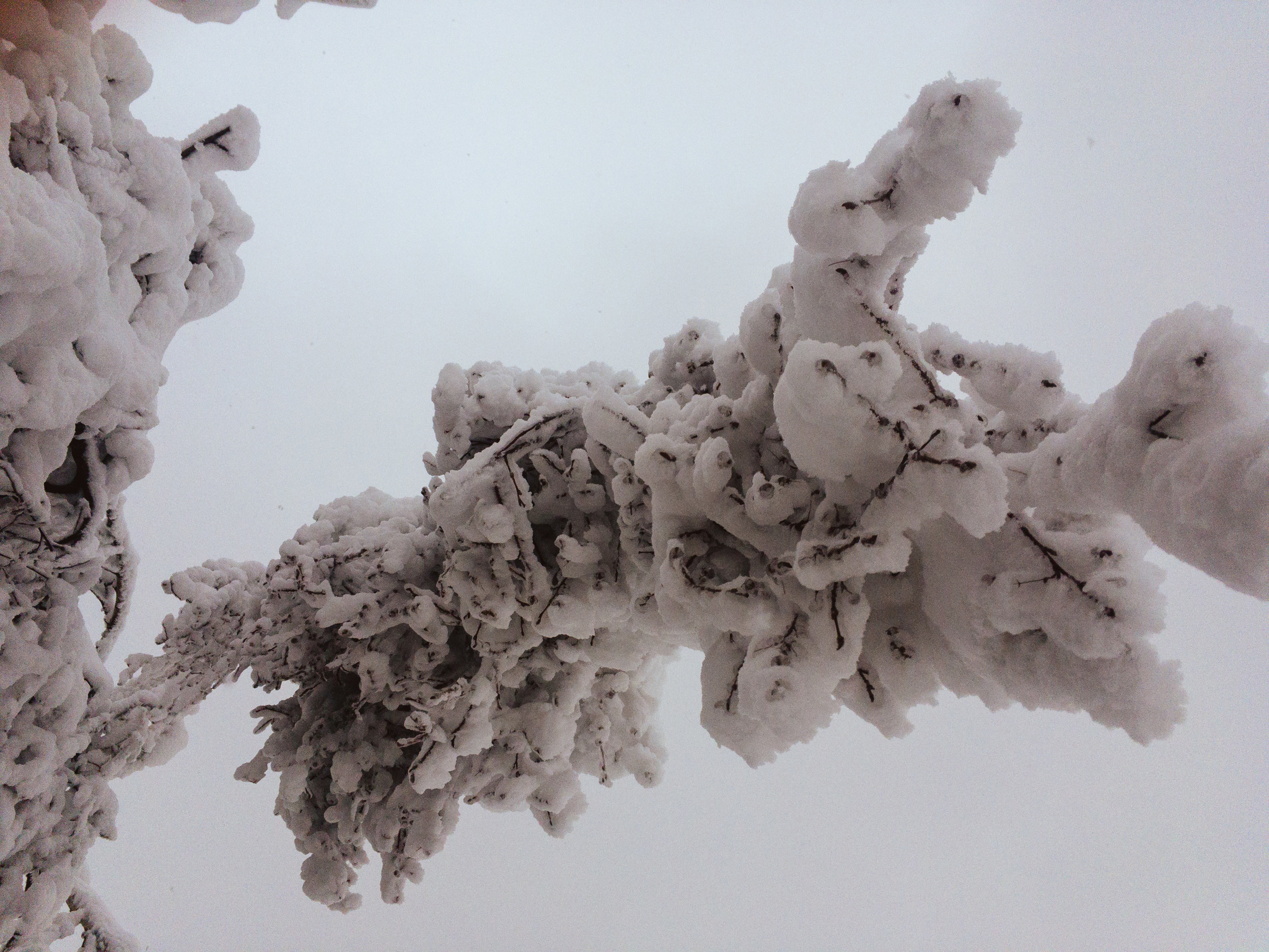 Snow Gubakha - My, The photo, Nature, Gubakha, 2020, Longpost