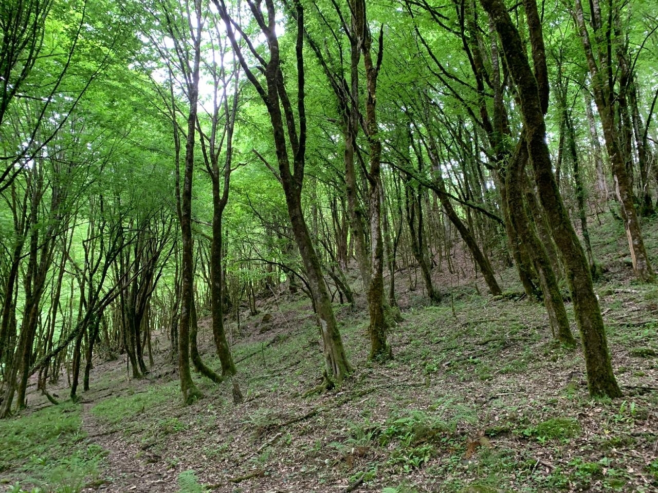 Walk to the Upper Azhek waterfall - My, Hiking, Sochi, Waterfall, Nature, Longpost