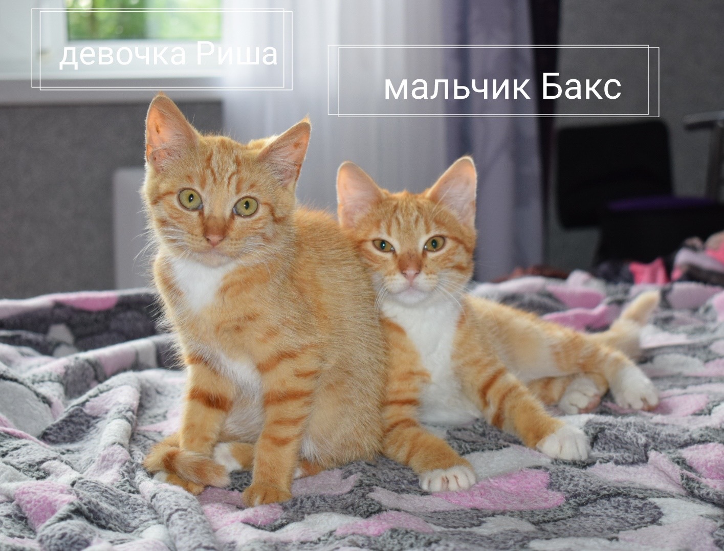 Kittens that lived in a flowerbed near a dangerous intersection are looking for a home - My, Kittens, cat, Saint Petersburg, Leningrad region, Pets, Redheads, Longpost