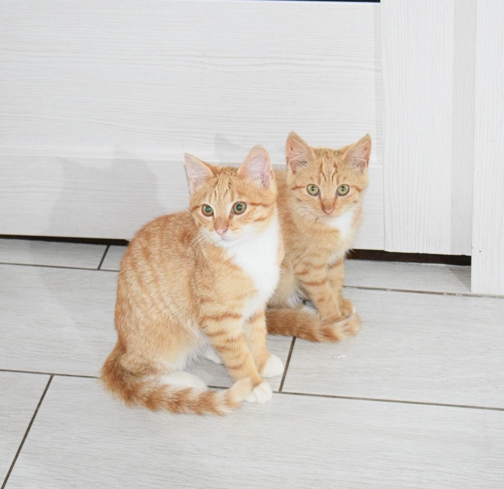 Kittens that lived in a flowerbed near a dangerous intersection are looking for a home - My, Kittens, cat, Saint Petersburg, Leningrad region, Pets, Redheads, Longpost