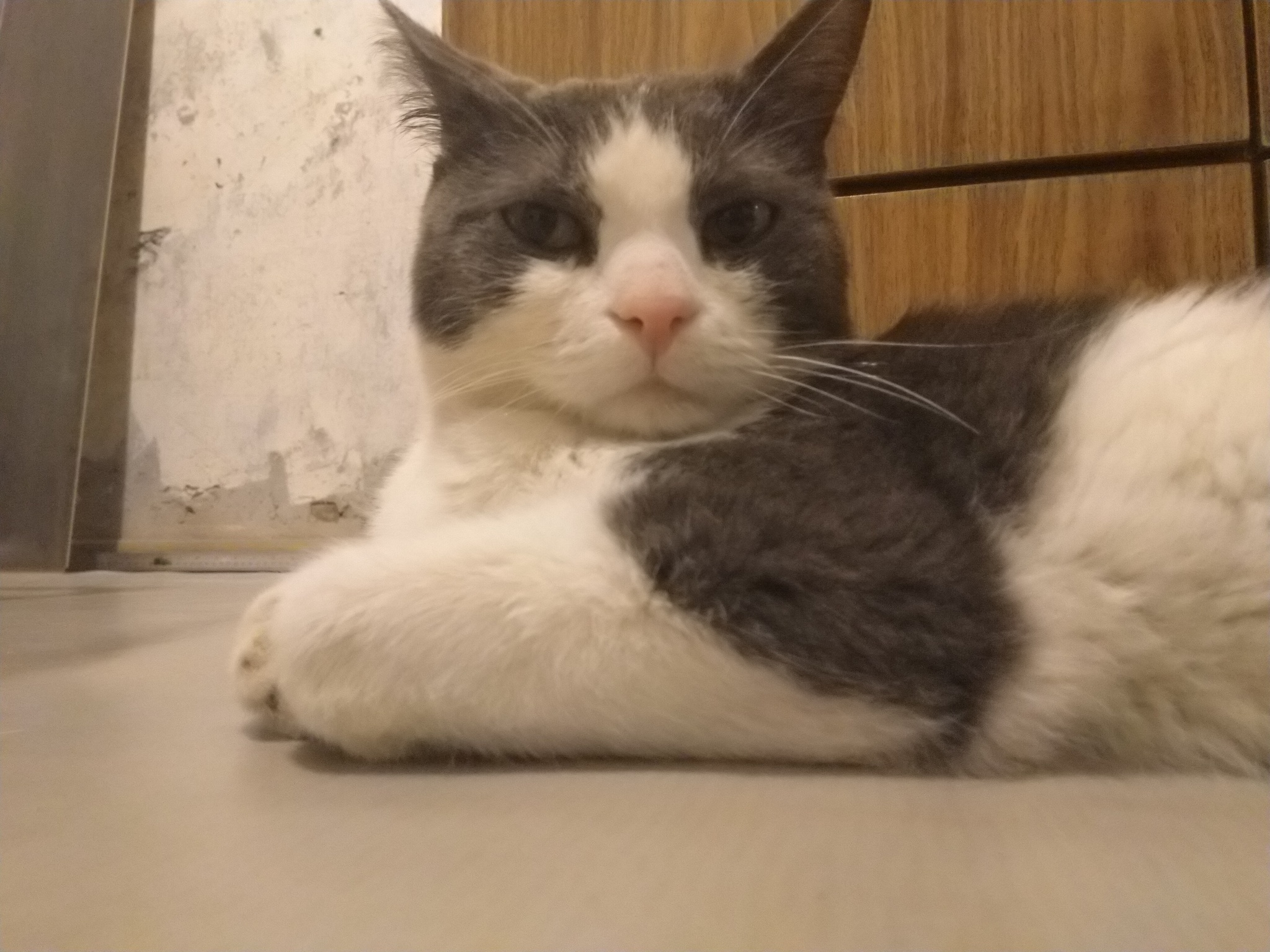 A cat looking for a home. Kemerovo region - My, cat, In good hands, No rating, Longpost, Kemerovo region - Kuzbass