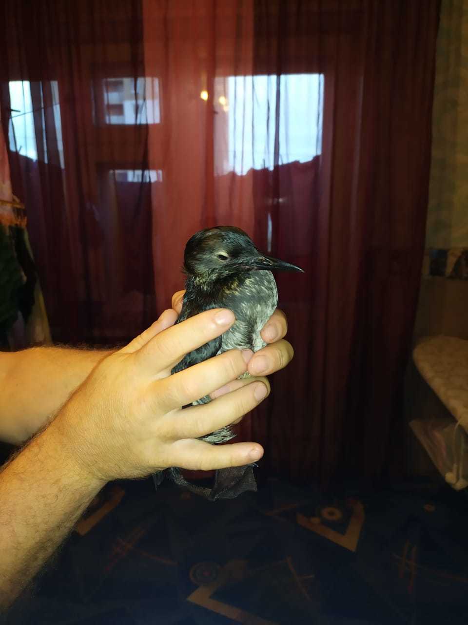 Help me identify the bird - My, Birds, Fuel oil, Longpost