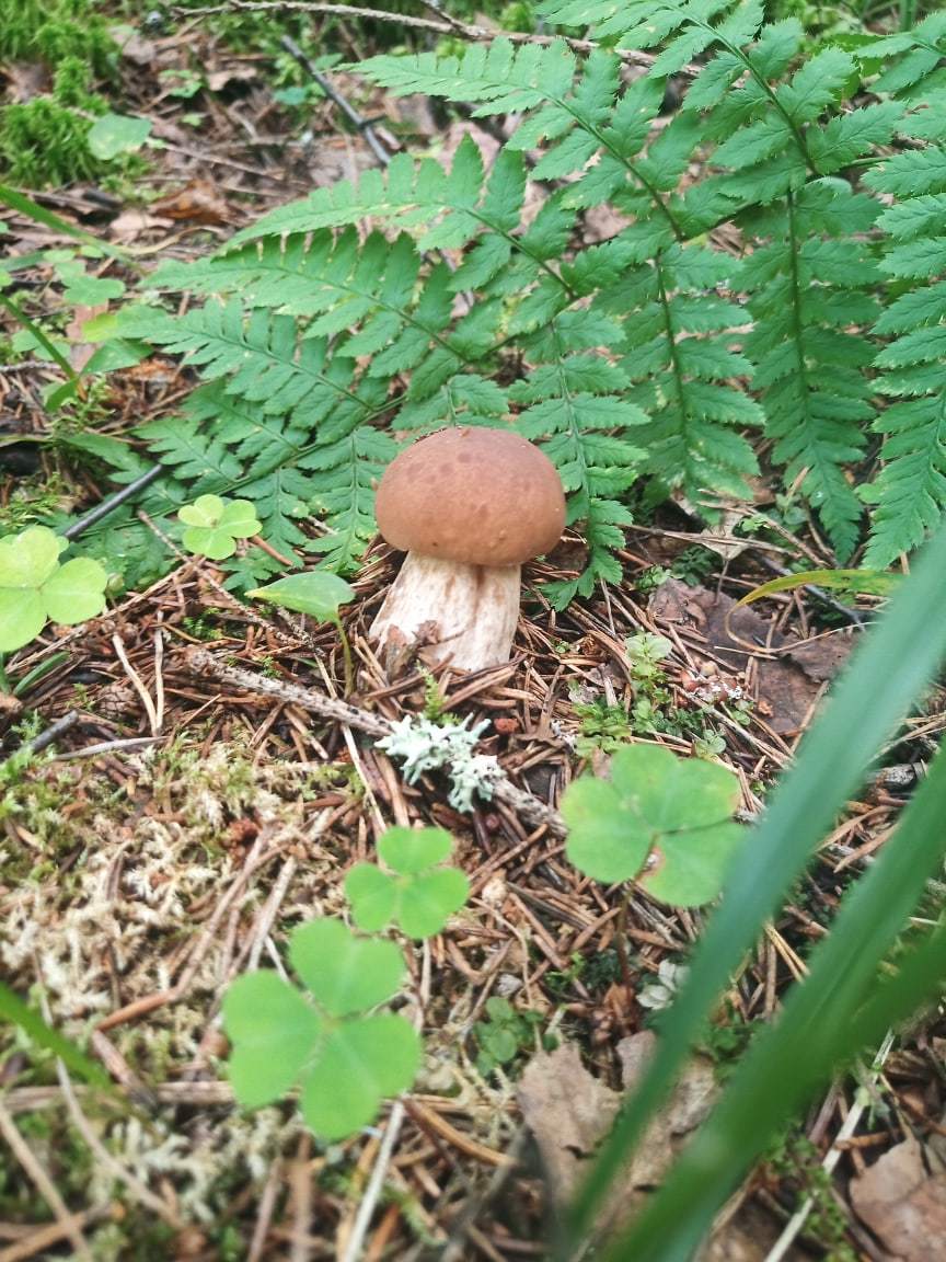 Today in the forest - My, Mushrooms, Forest, Longpost, The photo