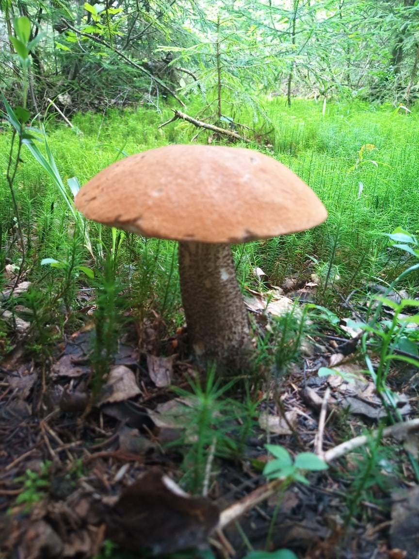 Today in the forest - My, Mushrooms, Forest, Longpost, The photo